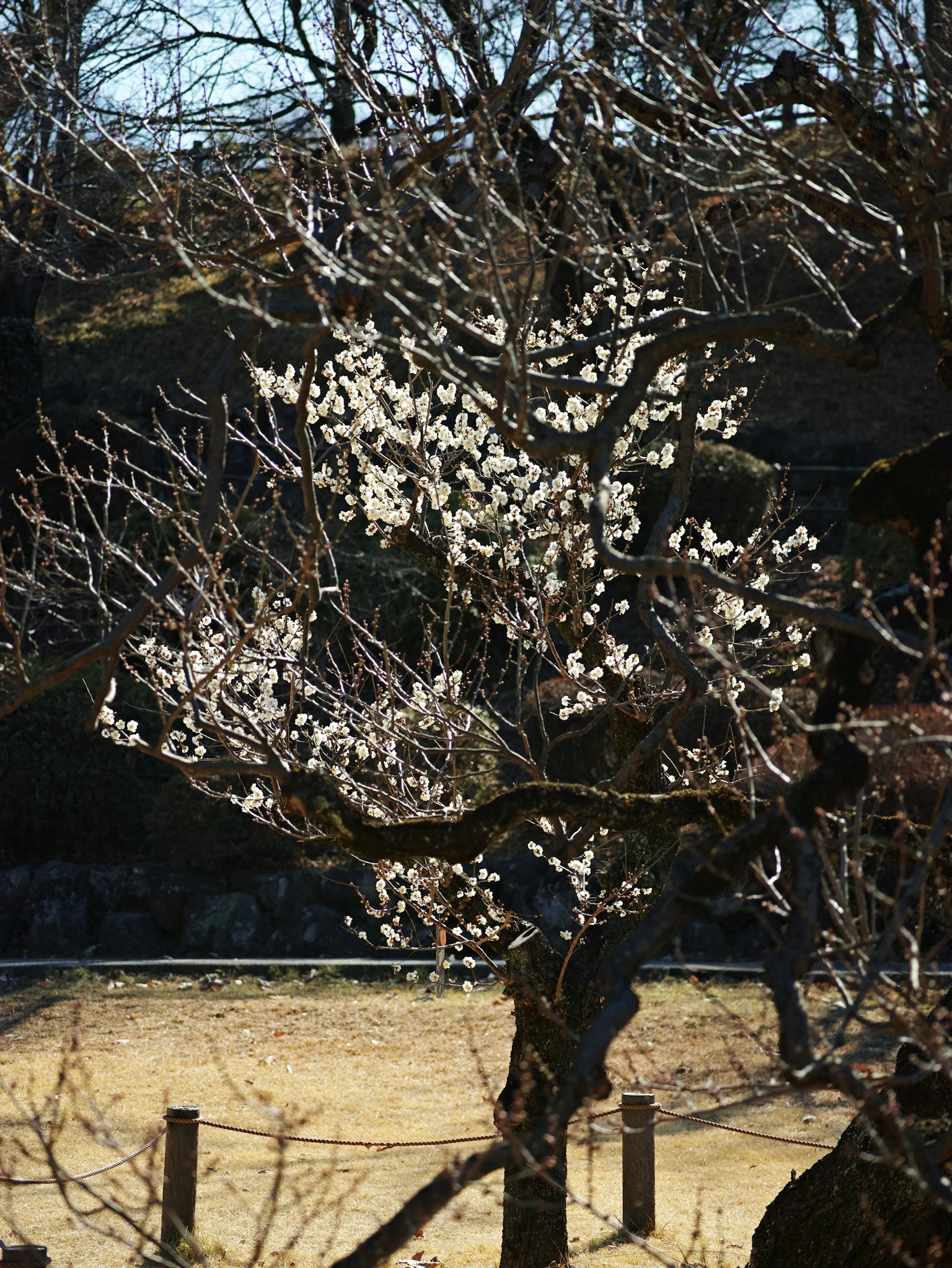 Une branche d'arbre avec des fleurs blanches dans un paysage d'hiver