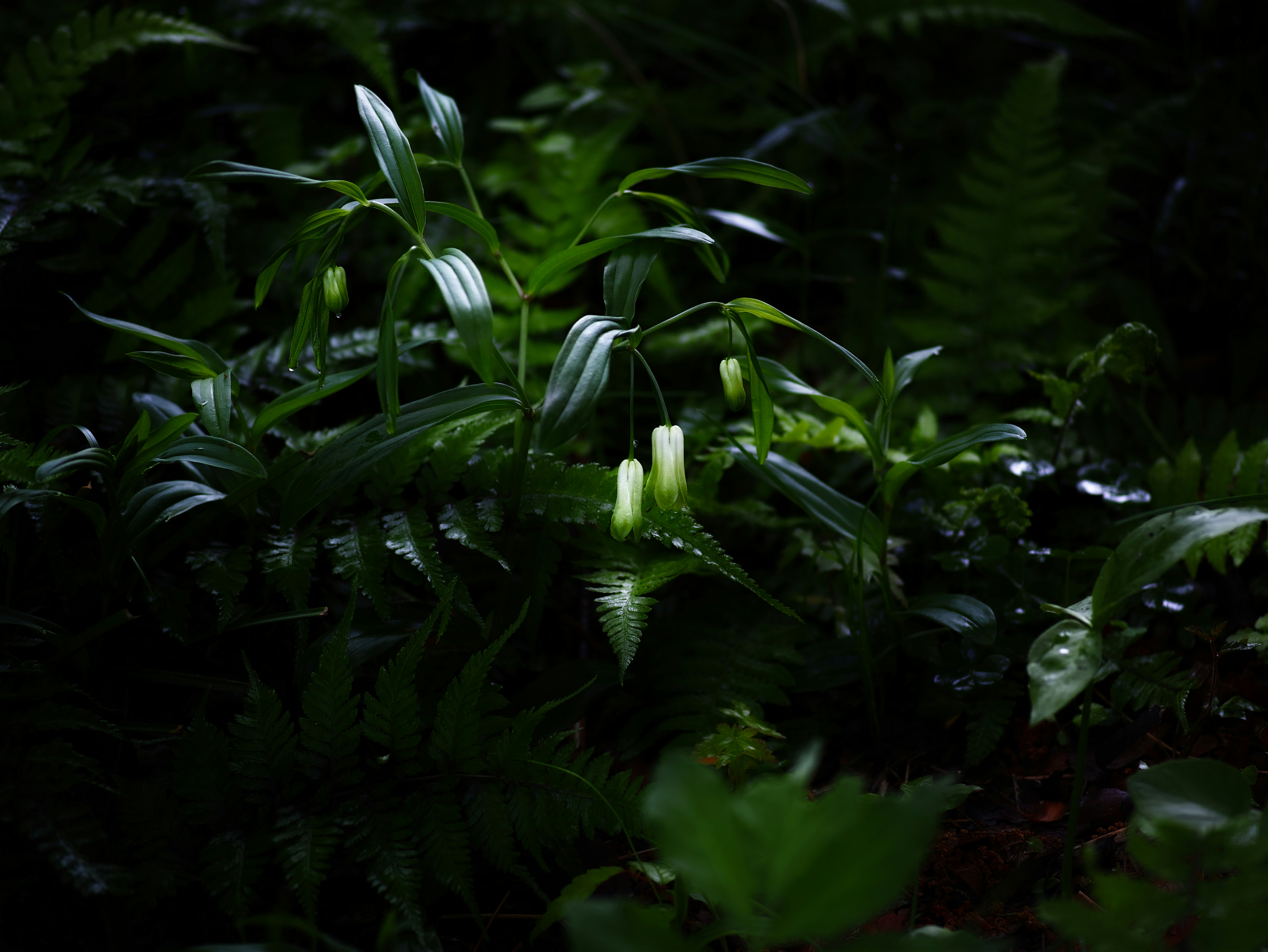 森の中の葉と小さな花のある植物の群生