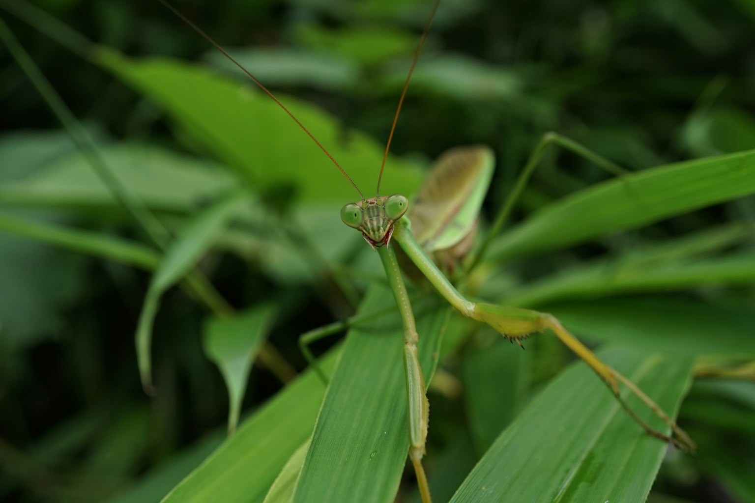 Belalang hijau duduk di atas daun