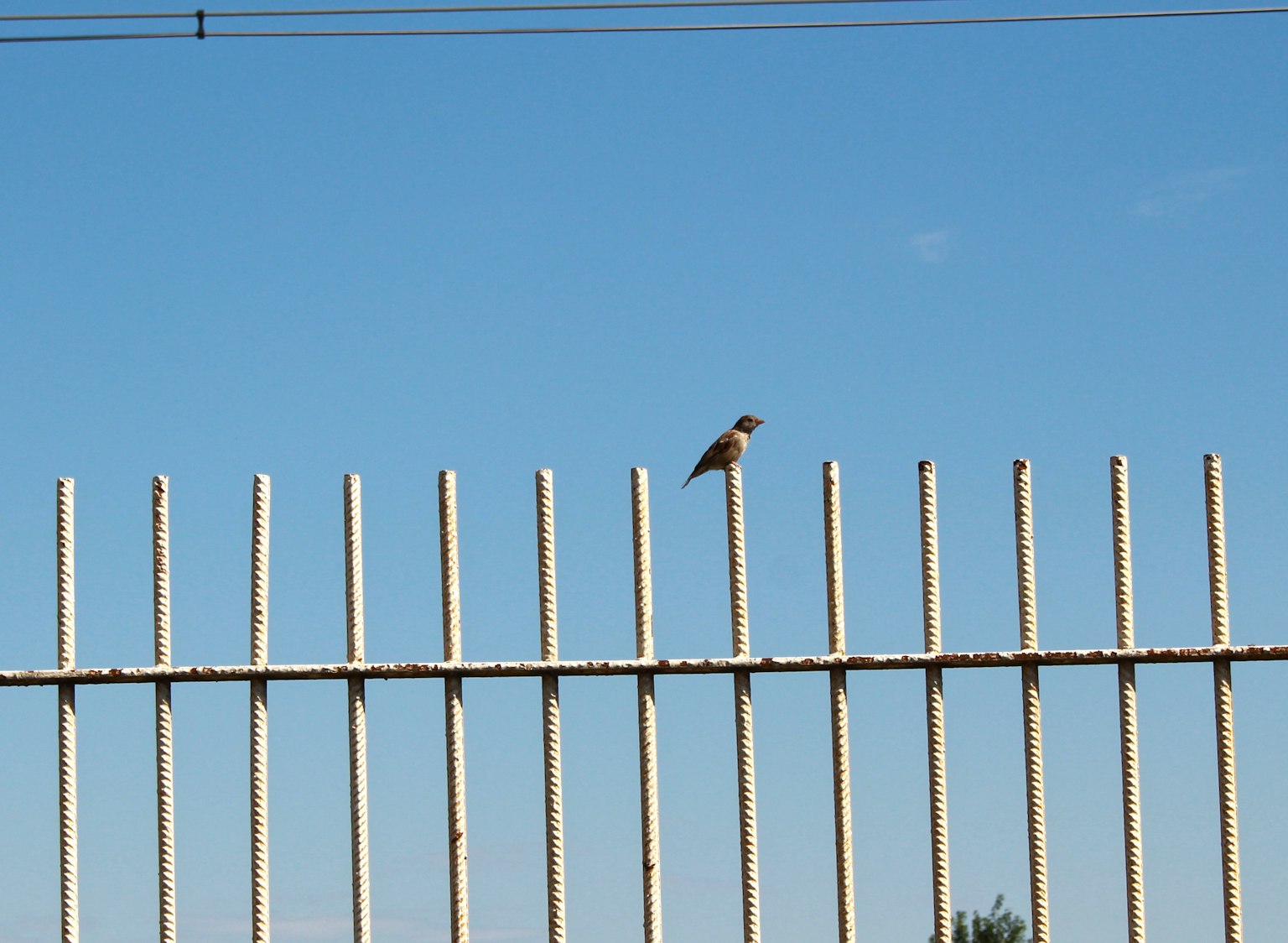 Un pequeño pájaro posado en una valla blanca bajo un cielo azul