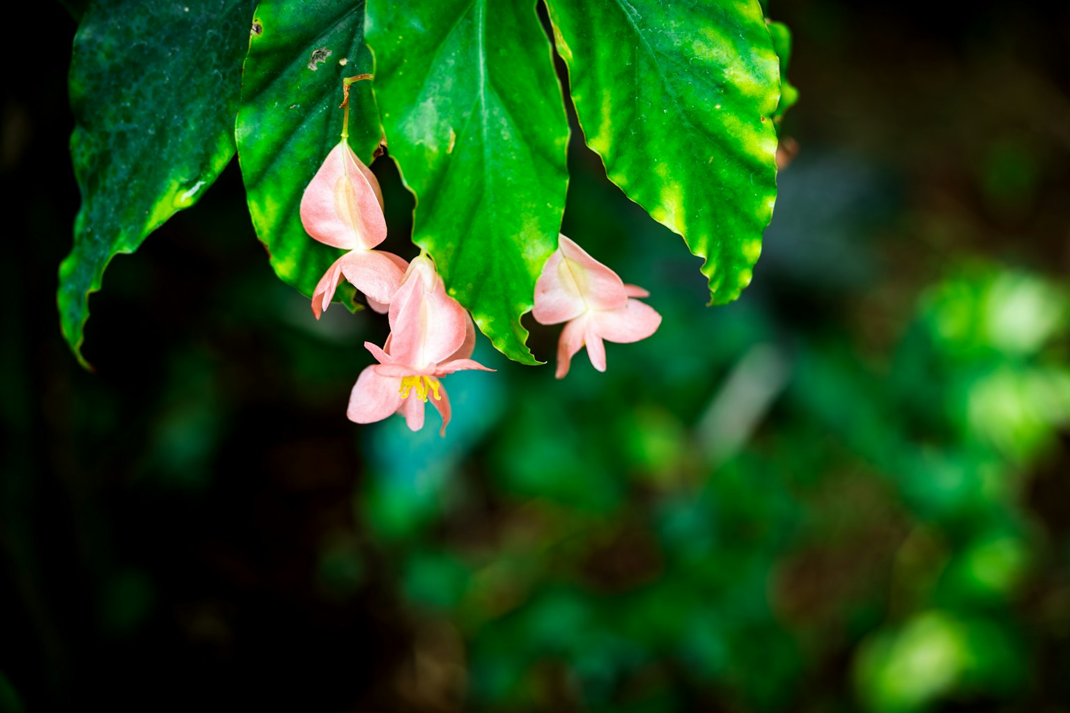 Fiori rosa che sbocciano sotto foglie verdi
