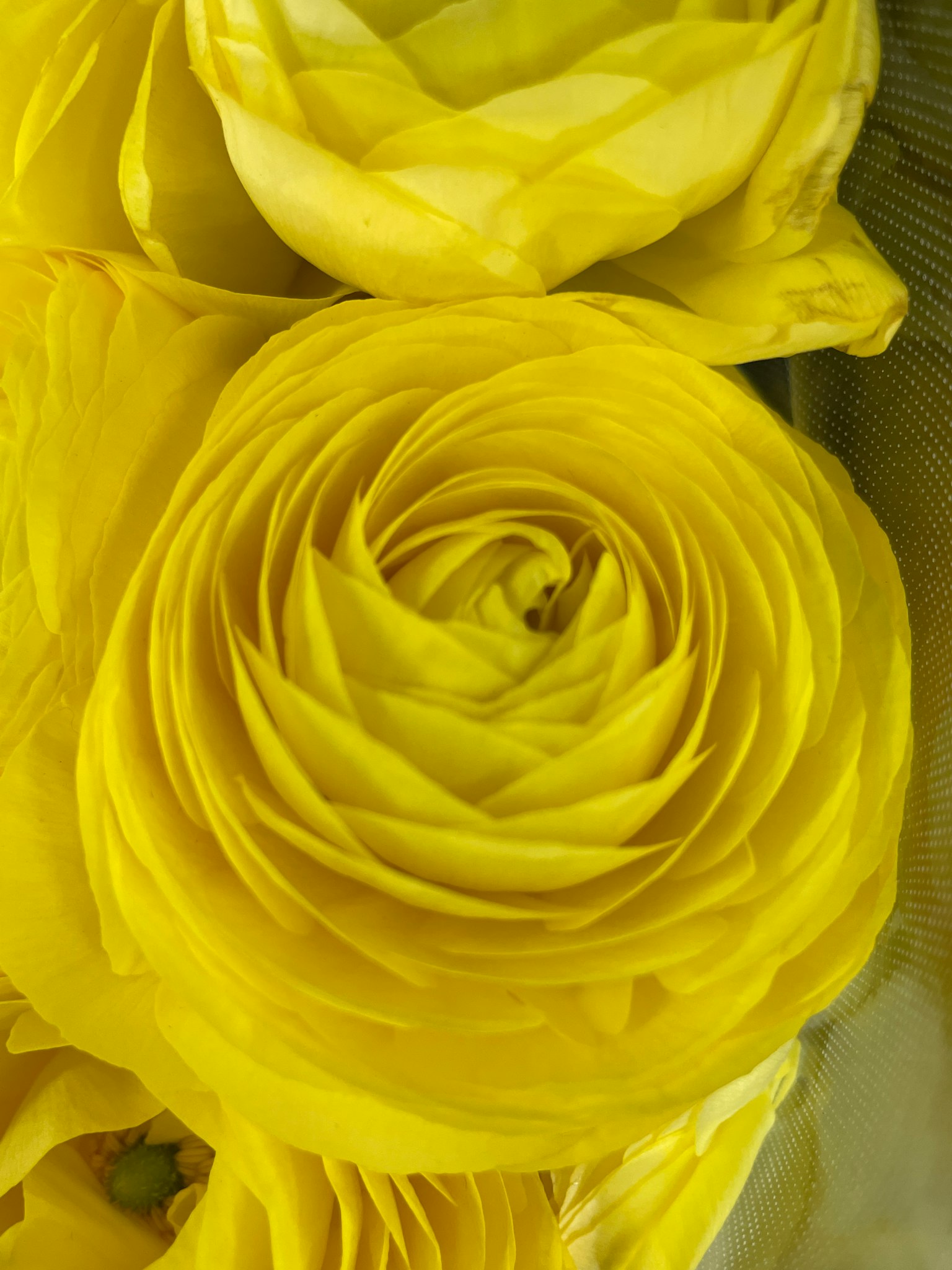 Lebendige gelbe Ranunkelblume in voller Blüte