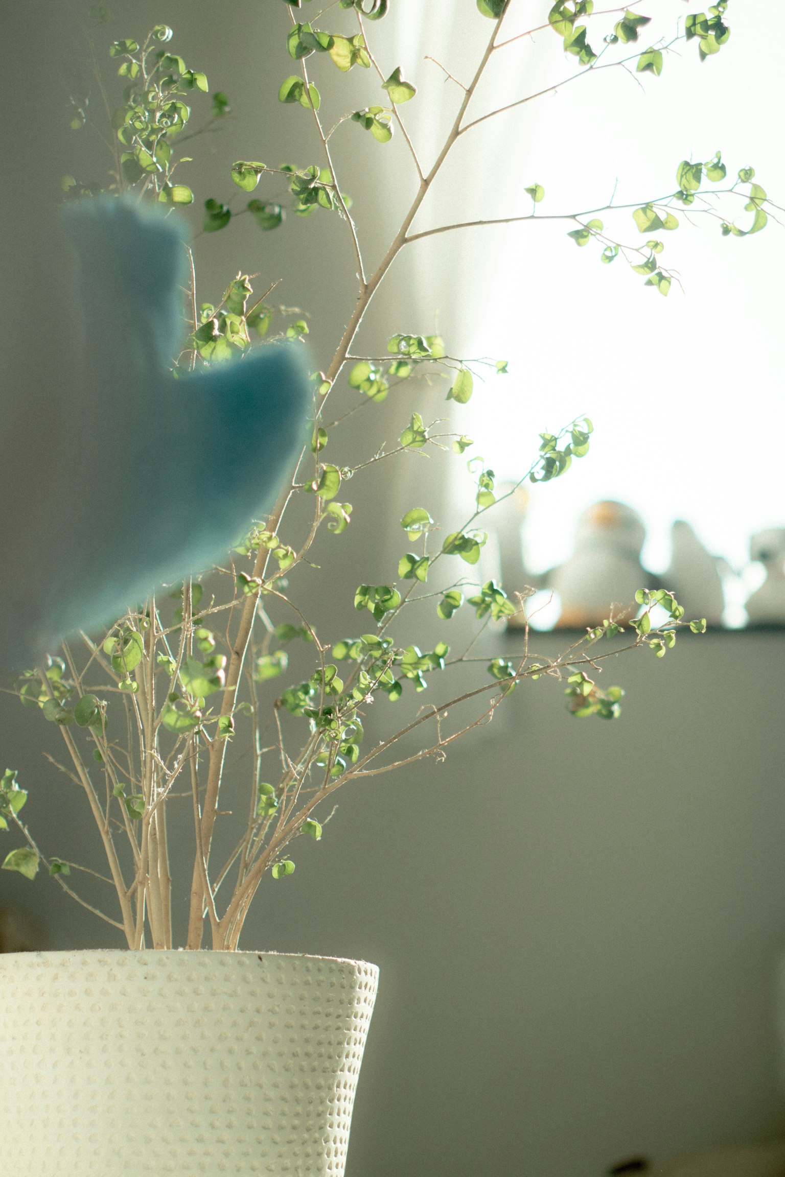 A blue glove touching a green plant in a white pot