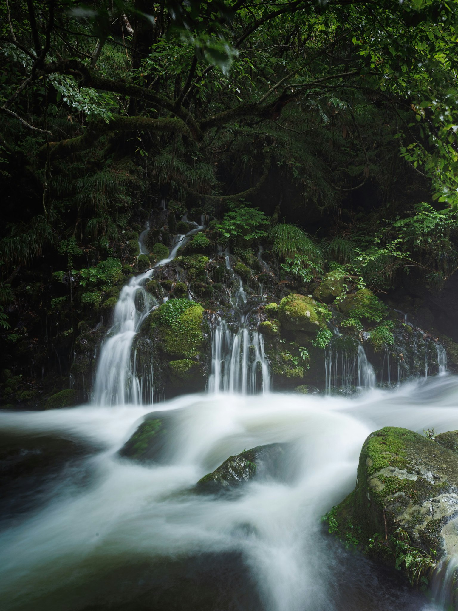 Hermosa escena de una pequeña cascada y agua fluyendo en un bosque verde