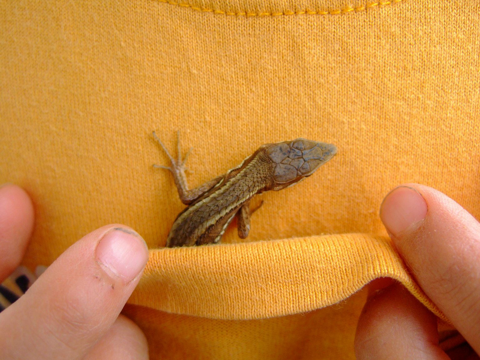 Kadal kecil mengintip dari saku kaos kuning