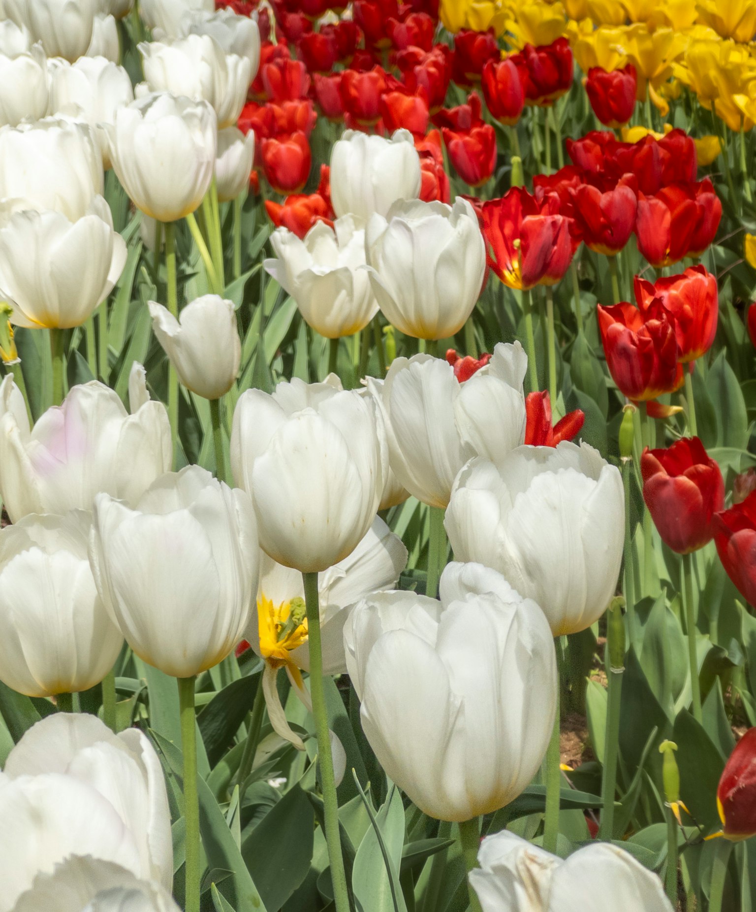 Campo di tulipani bianchi e rossi in fiore