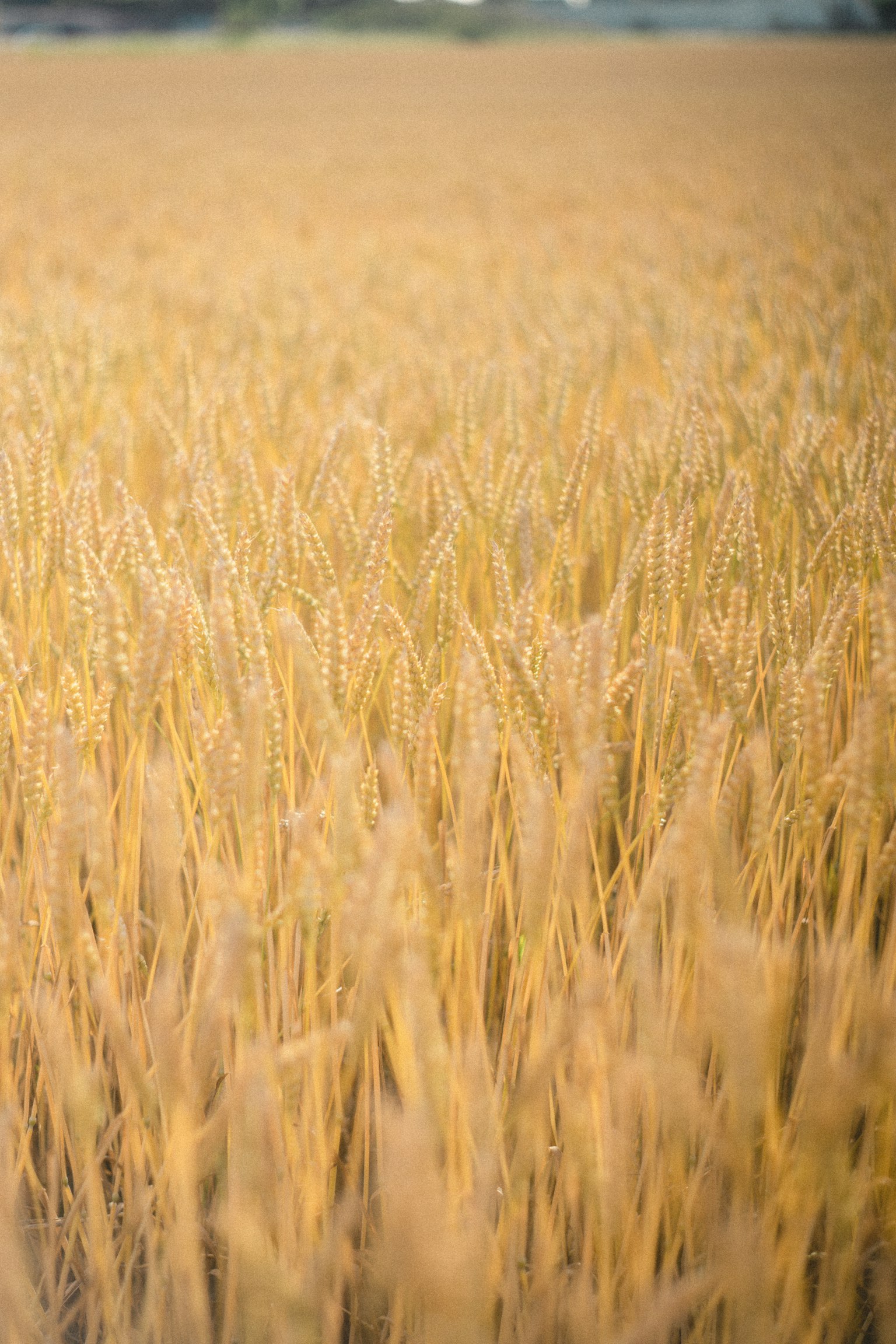 Expansive golden wheat field under soft light