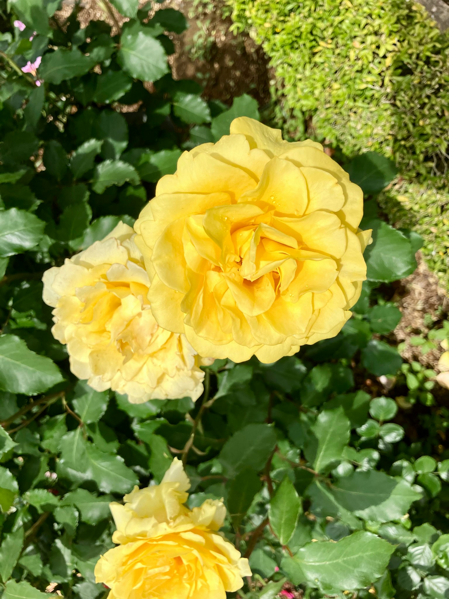 Bright yellow roses blooming with lush green leaves