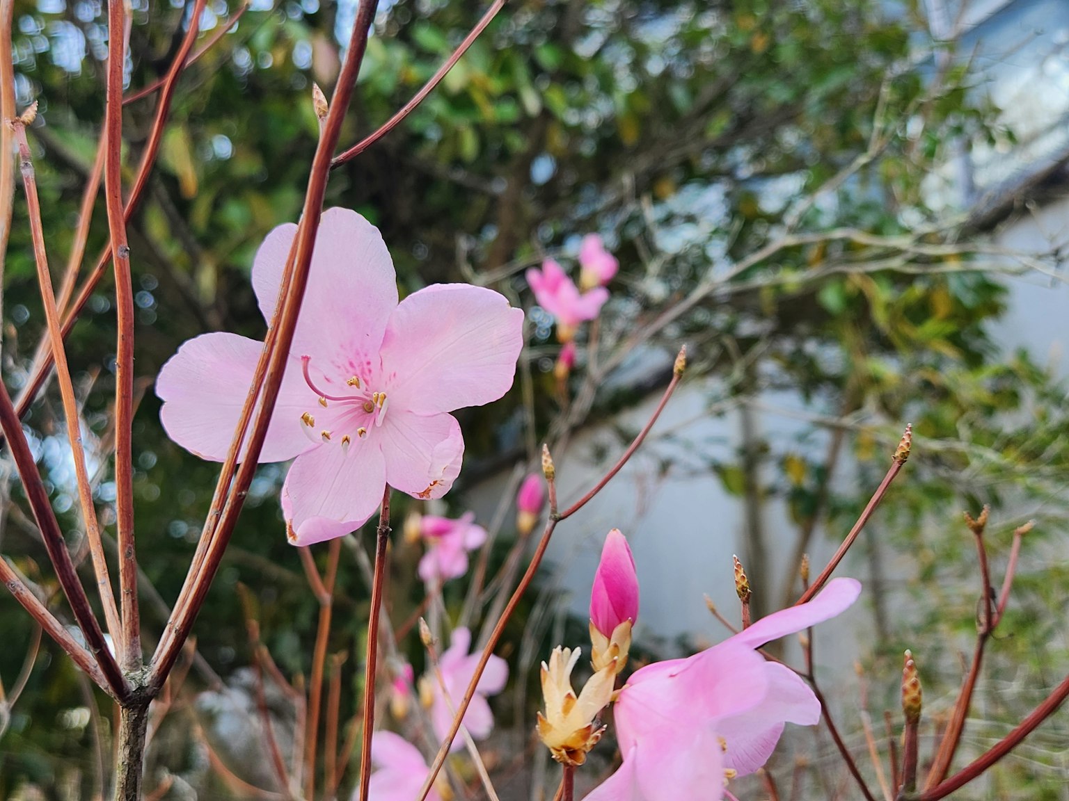 Bunga pink lembut mekar di cabang dengan latar belakang hijau