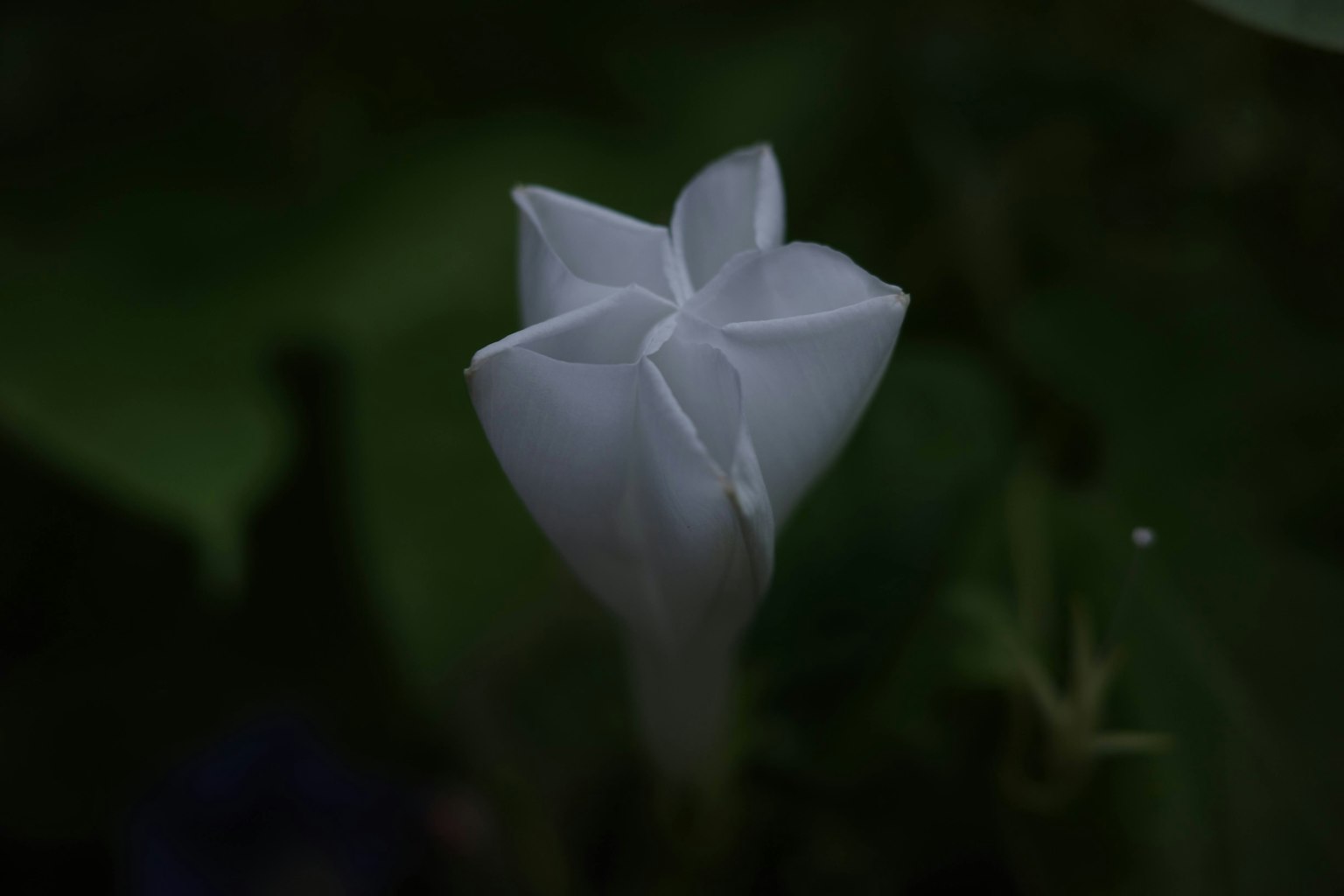一朵白花在绿色背景下显得美丽