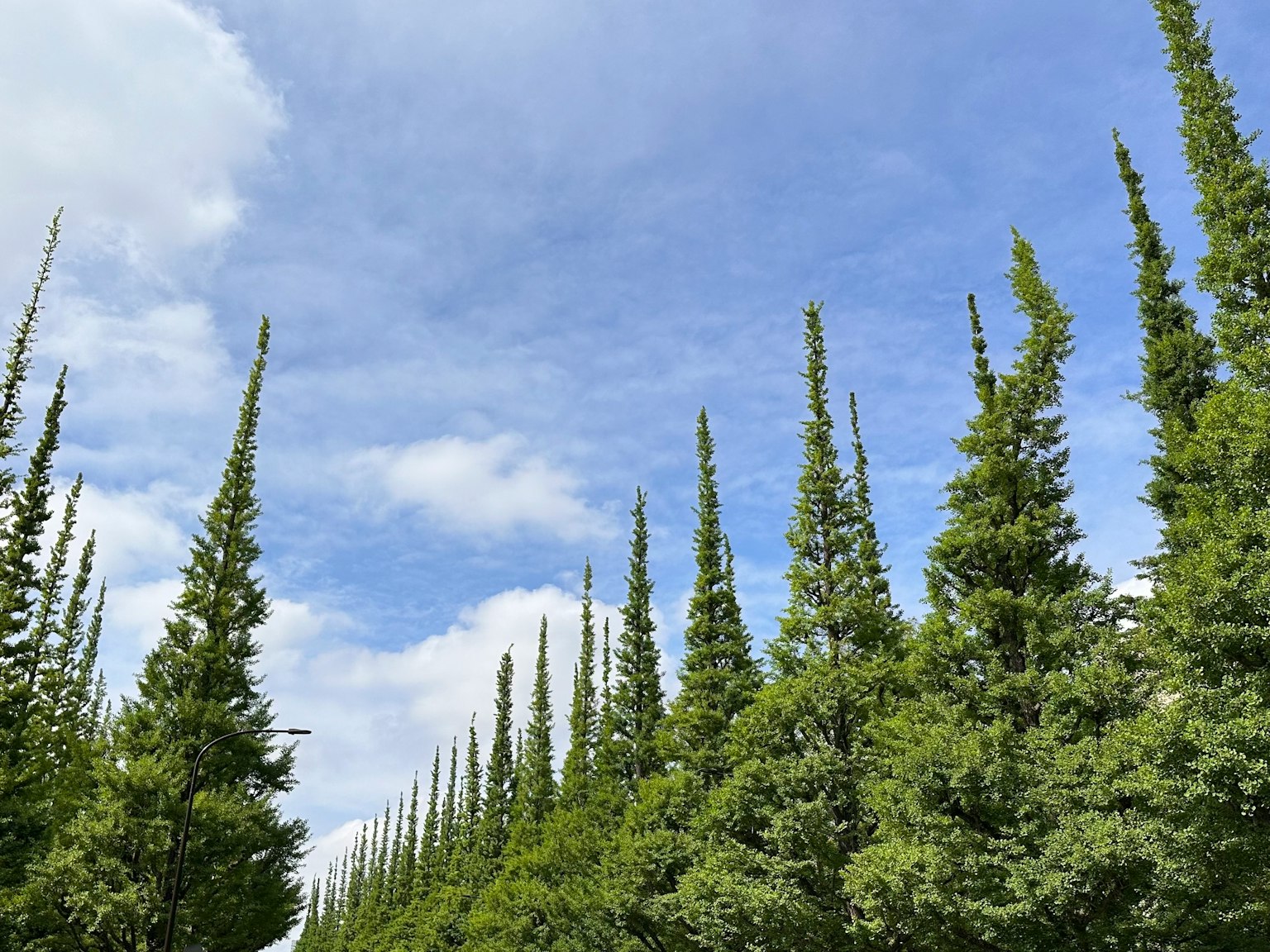 Row of tall trees under a blue sky