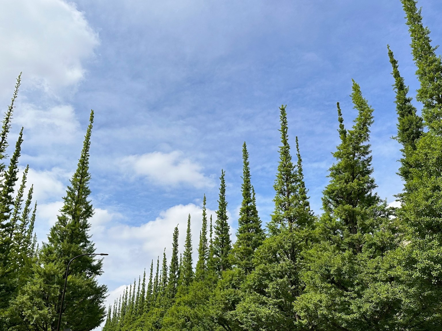 Reihe hoher Bäume unter einem blauen Himmel