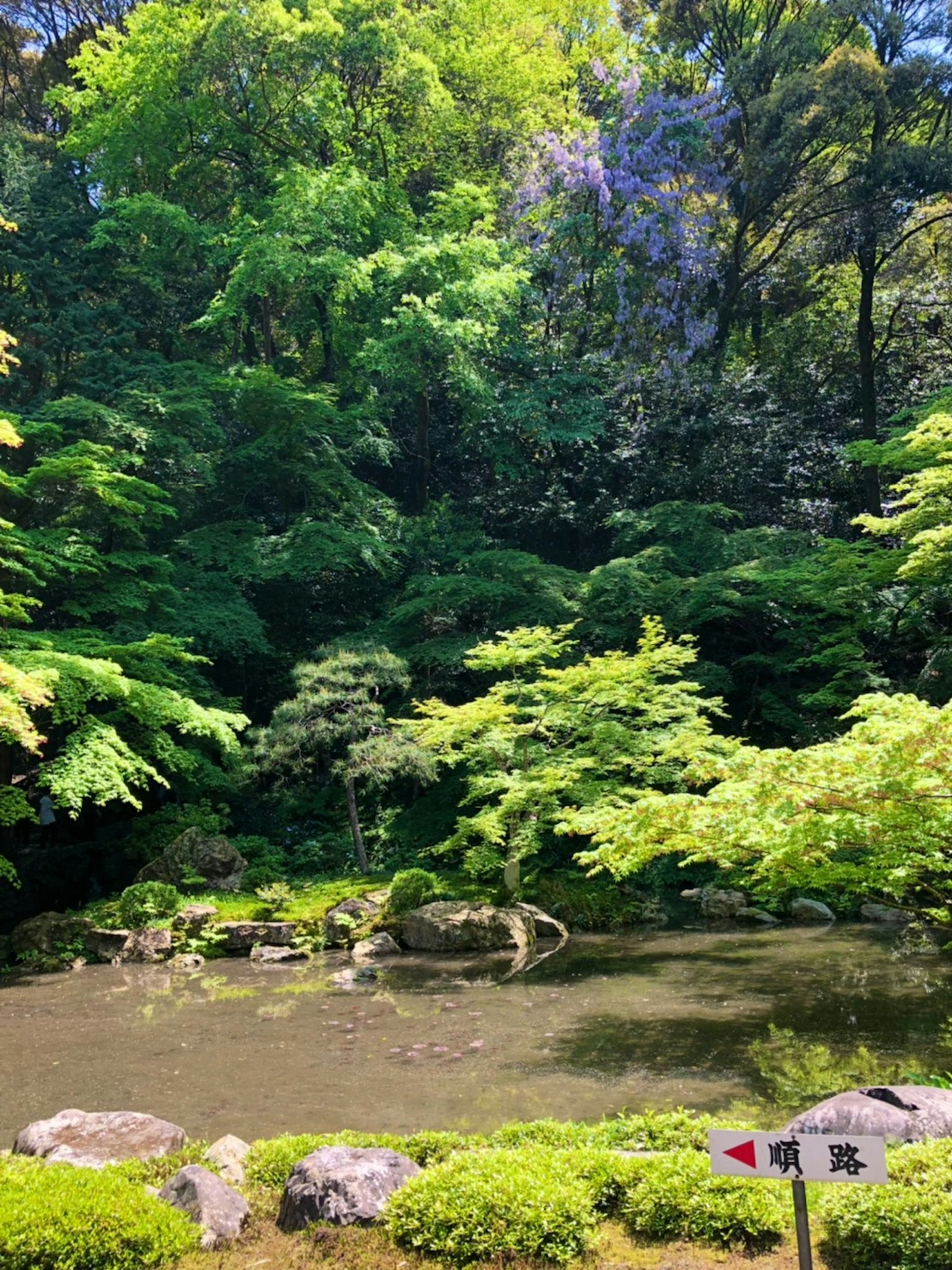 郁郁葱葱的花园，宁静的池塘和生机勃勃的绿色