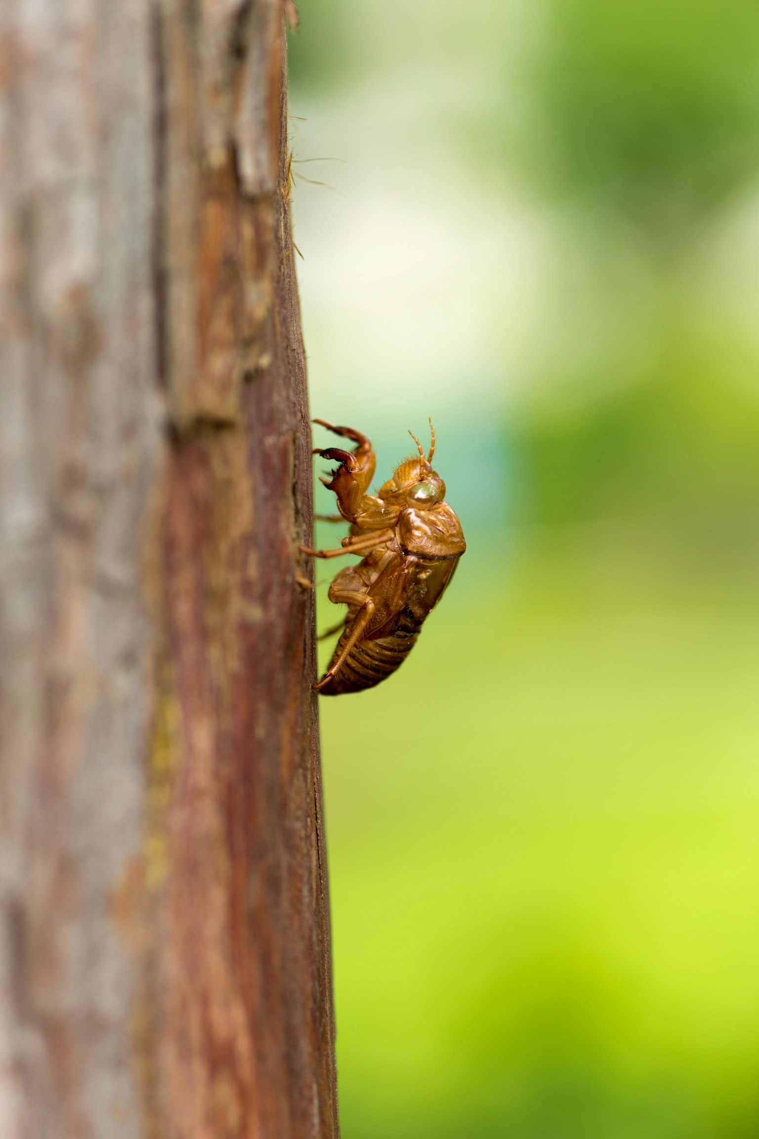 Nahaufnahme einer braunen Zikade, die auf einem Baum sitzt