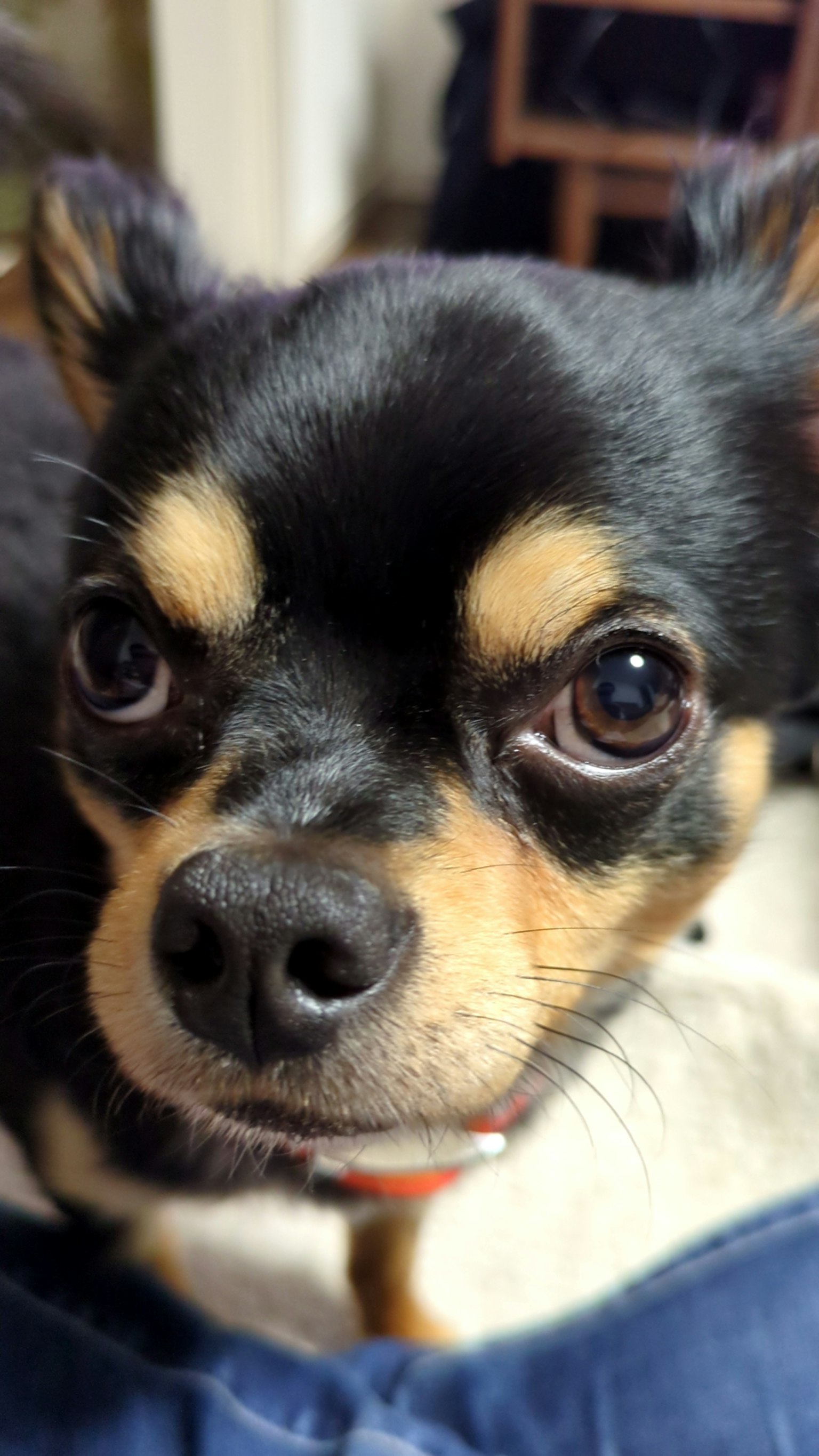 Close-up wajah Chihuahua hitam dan coklat