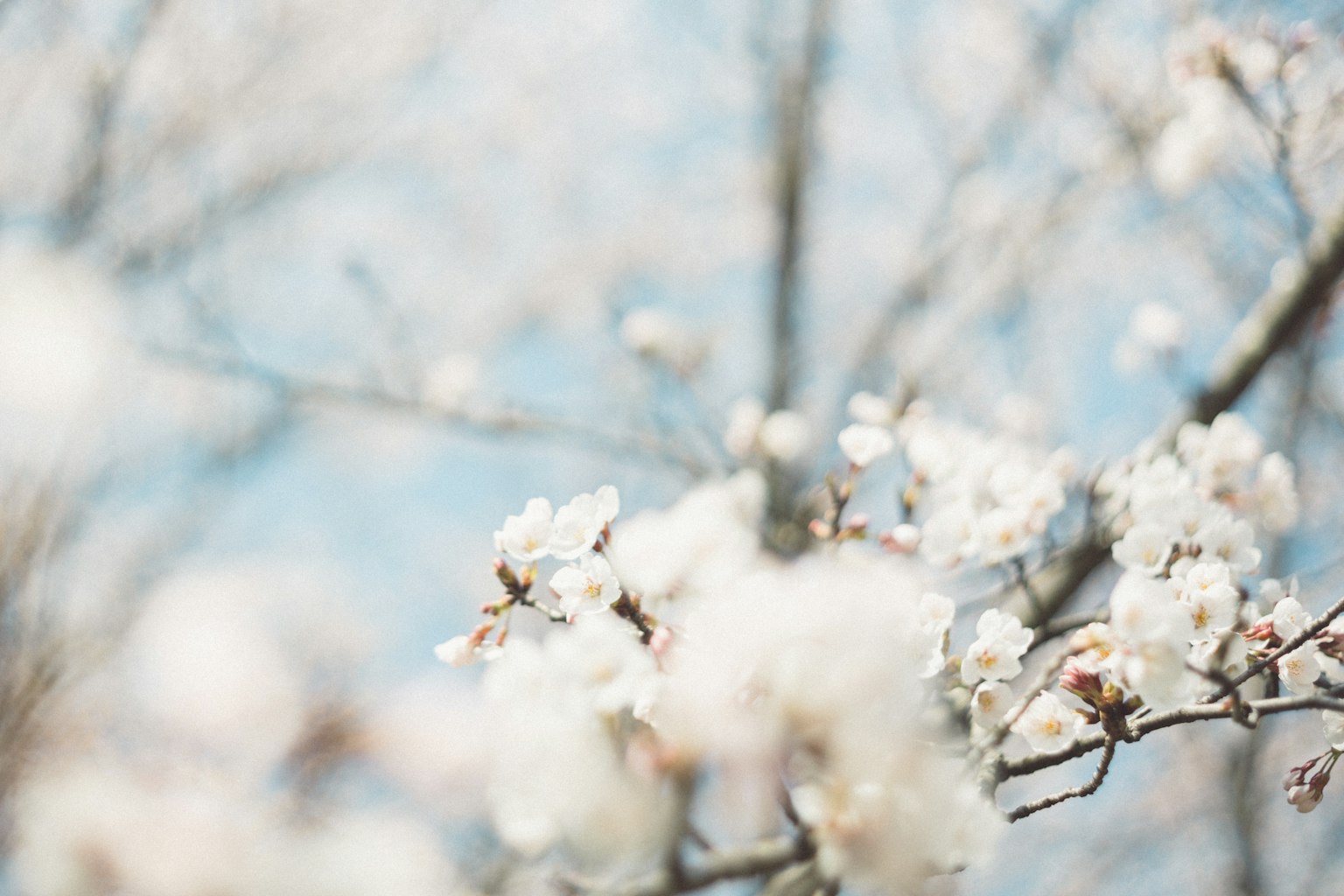 Blurry branches of cherry blossoms with a blue sky background