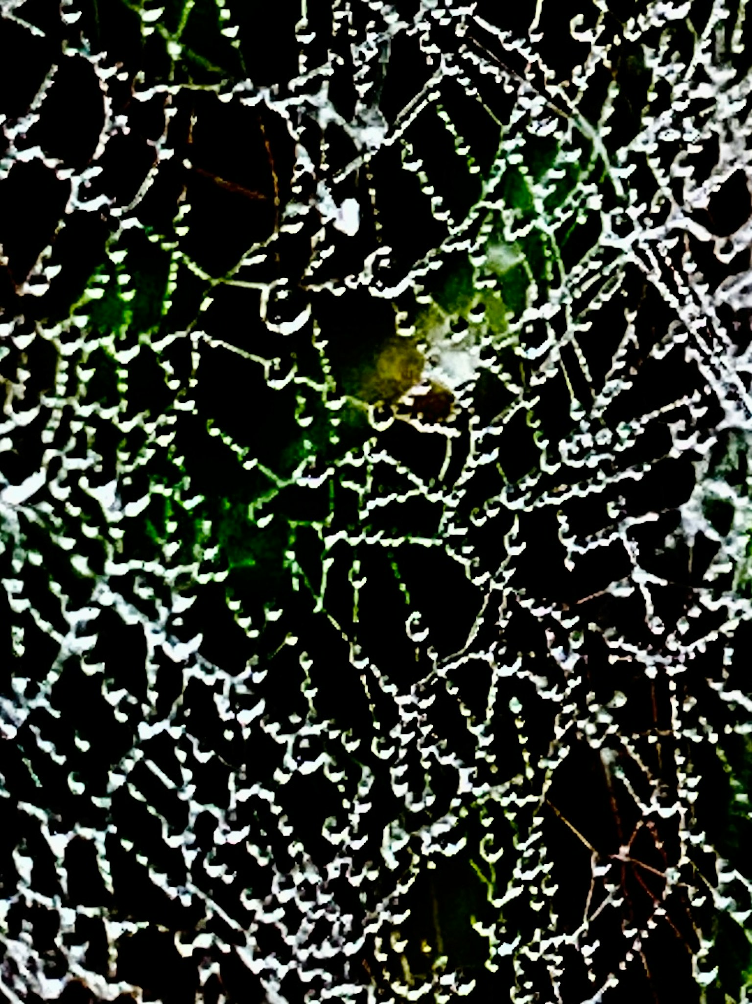 Primer plano de una telaraña brillando con gotas de rocío en un fondo oscuro