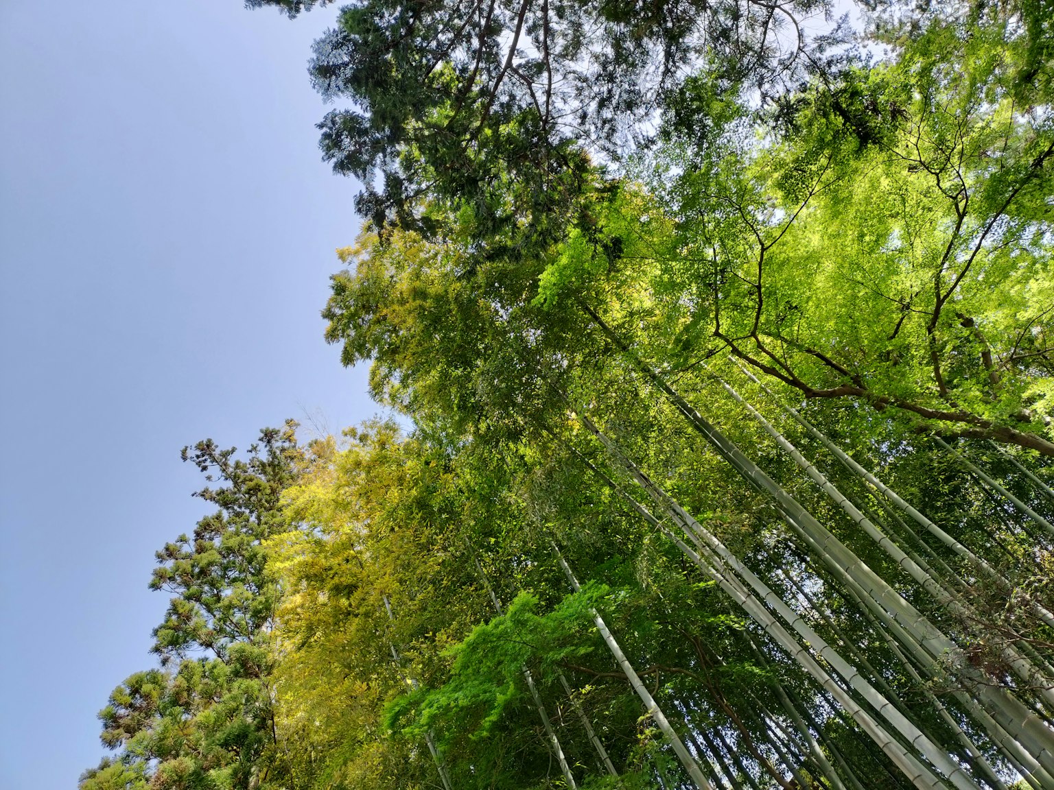 藍天背景下的竹林向上視圖