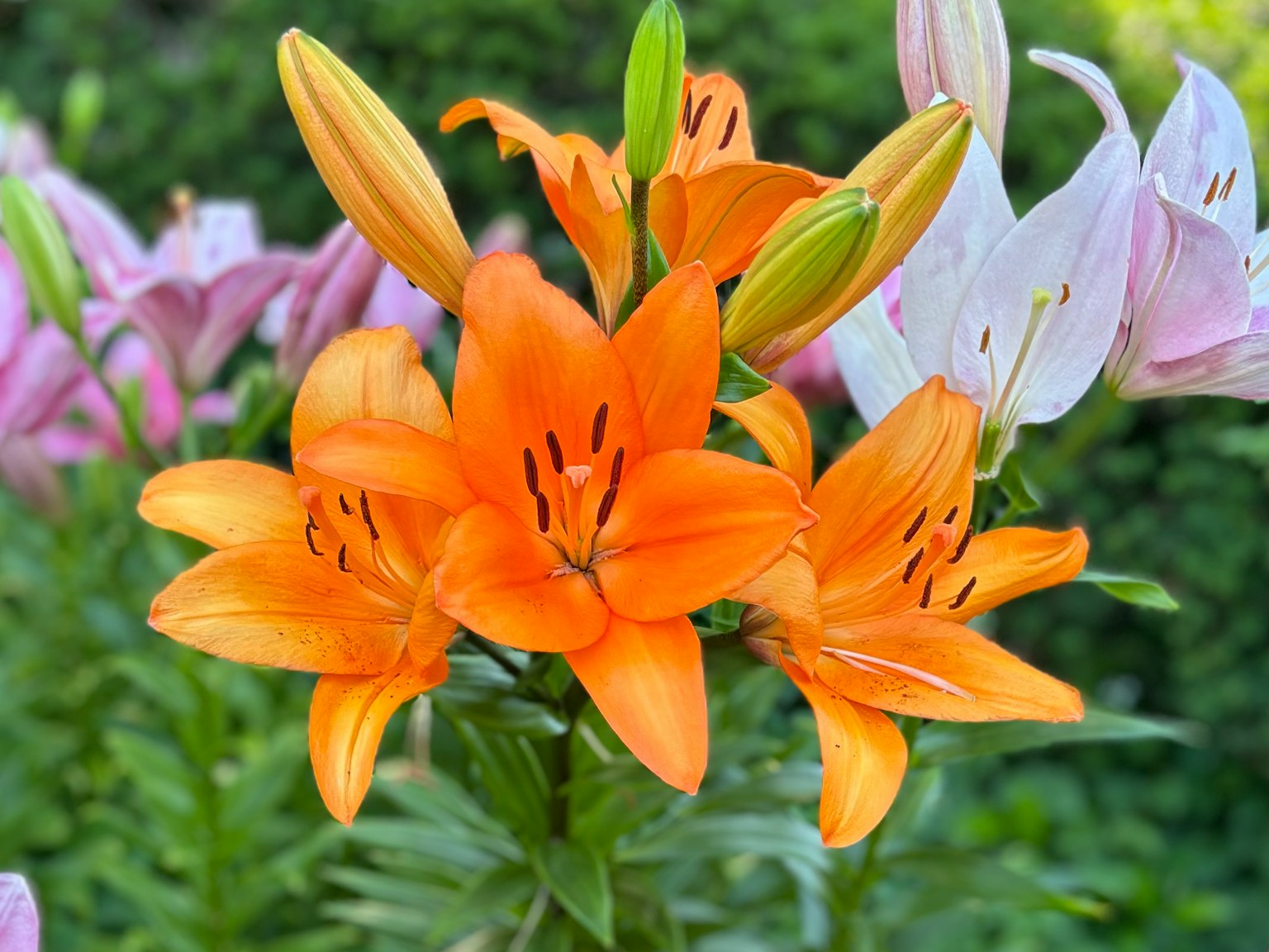 Orange lilies in full bloom with pink and white lilies in the background