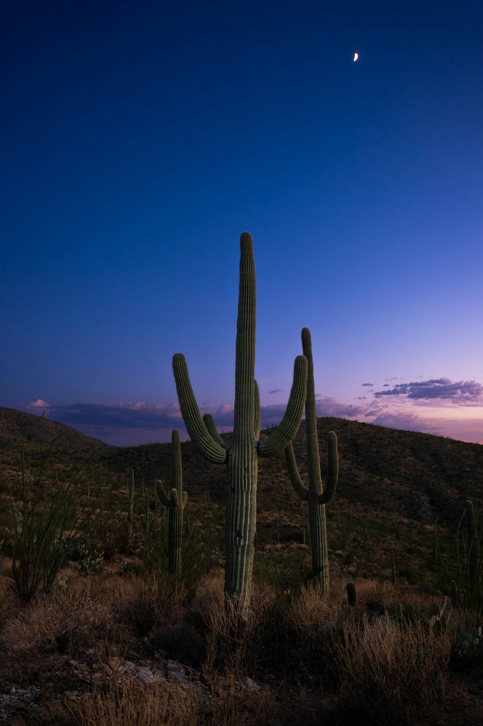 Silhouette di cactus contro un cielo crepuscolare con una luna crescente