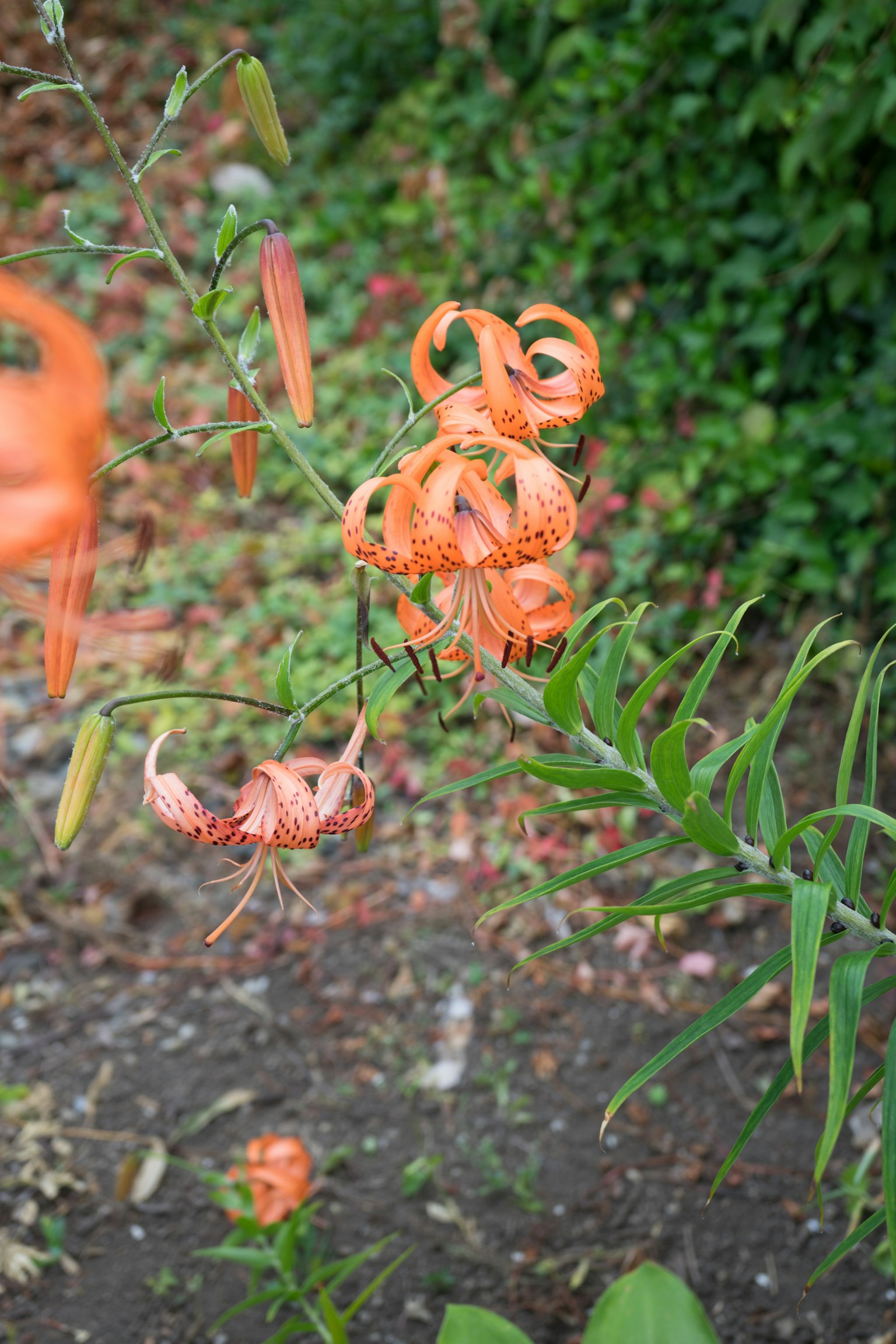 Orange lily flowers blooming in a flower garden
