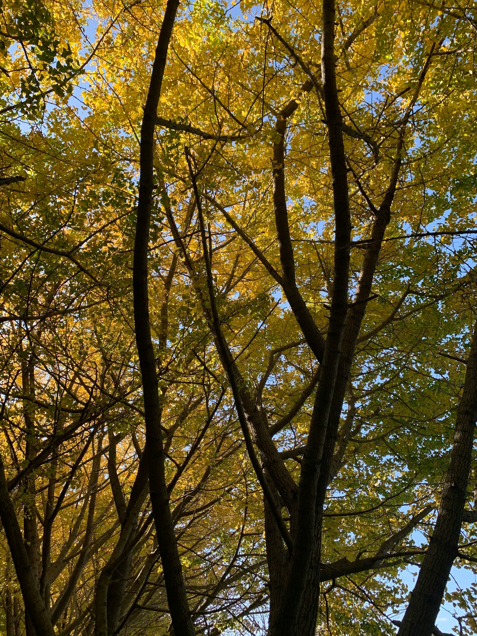 Looking up at trees with yellow leaves against a blue sky