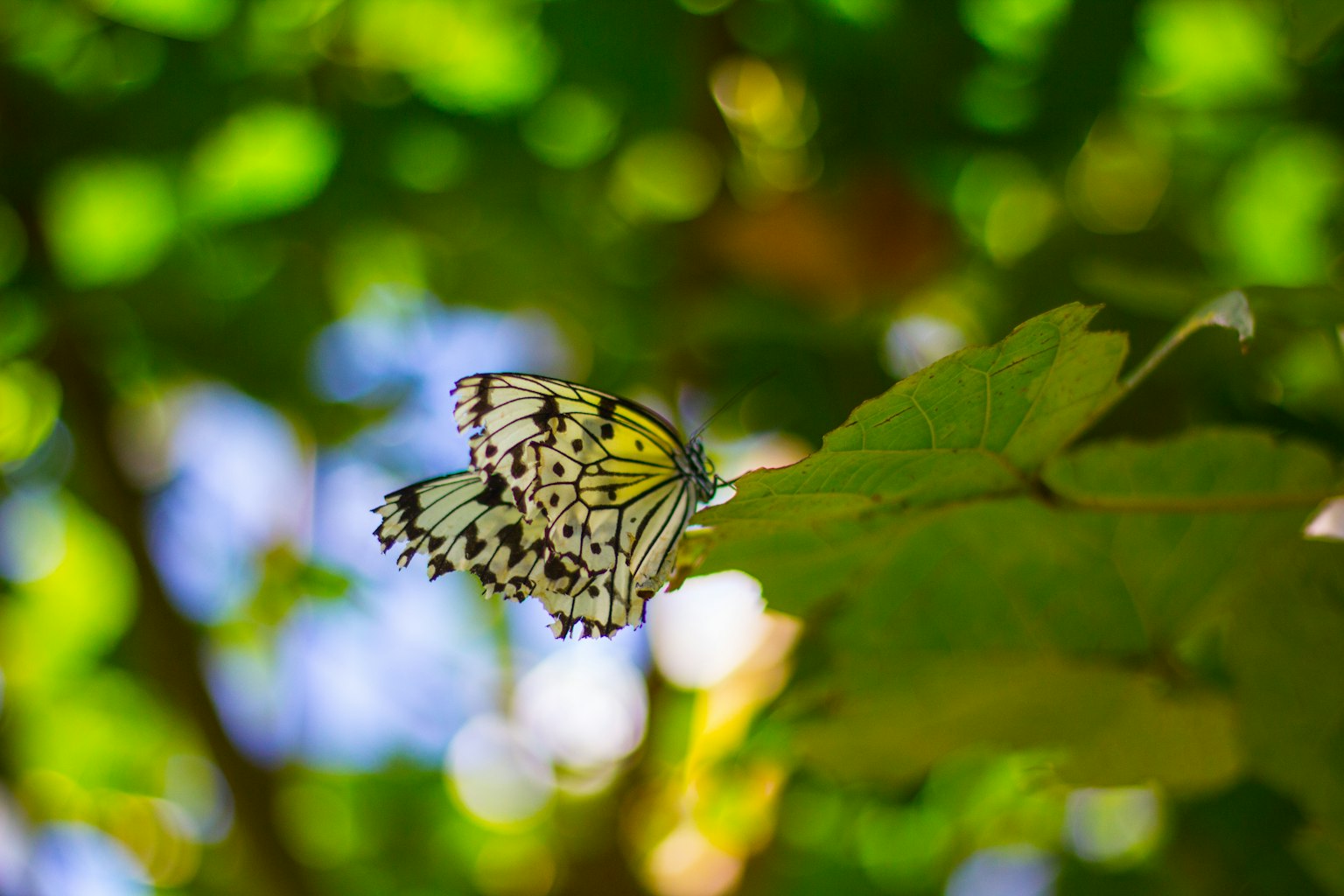 Mariposa blanca y negra posada sobre una hoja verde