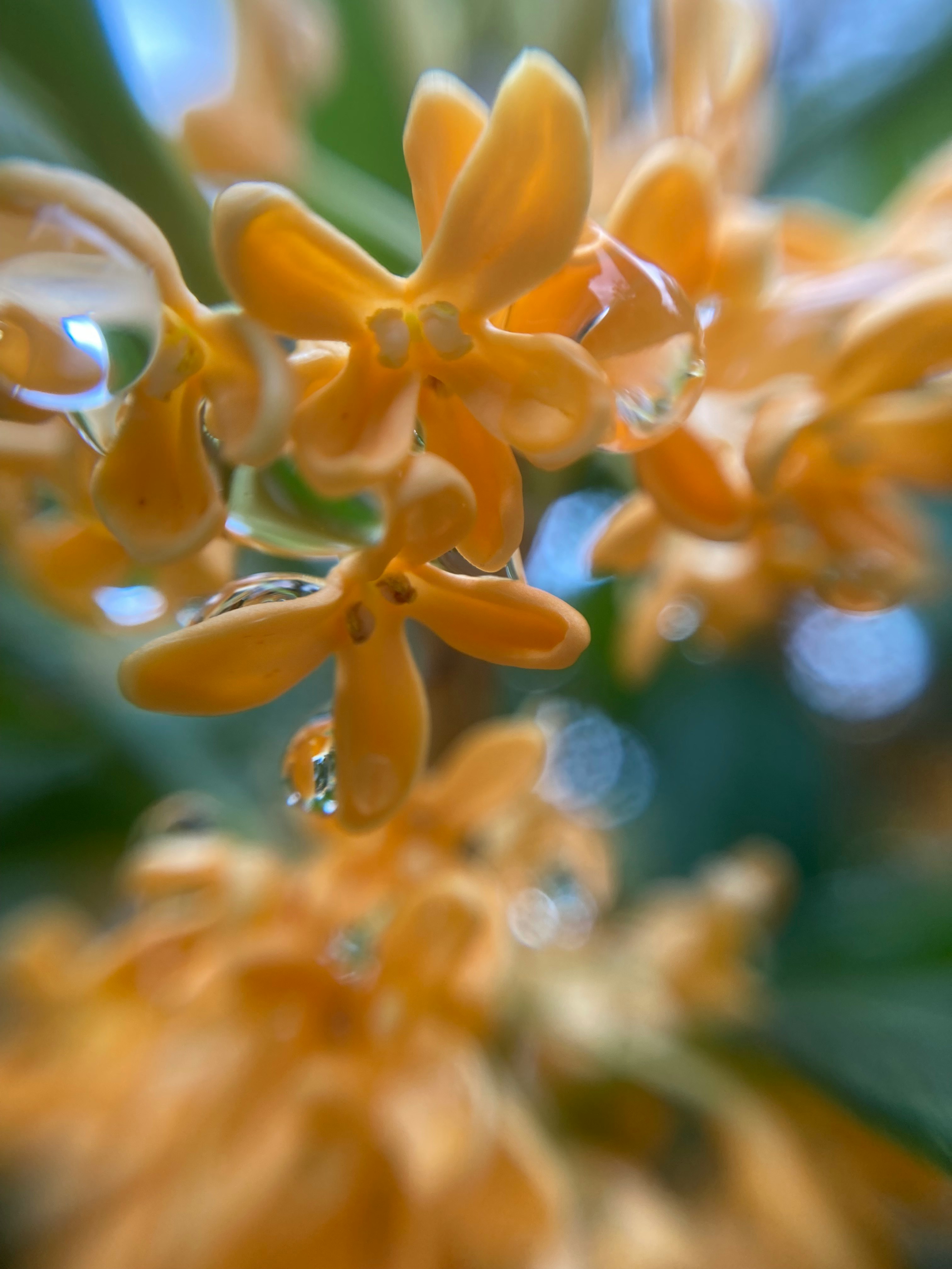 キンモクセイの花を接写した拡大写真