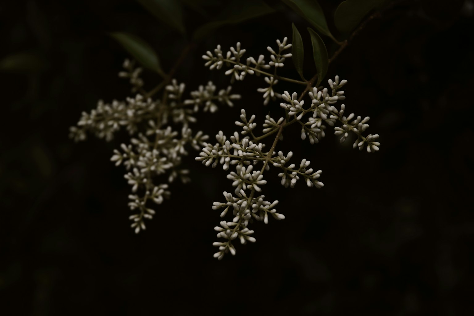 Rama con pequeñas flores blancas sobre fondo oscuro