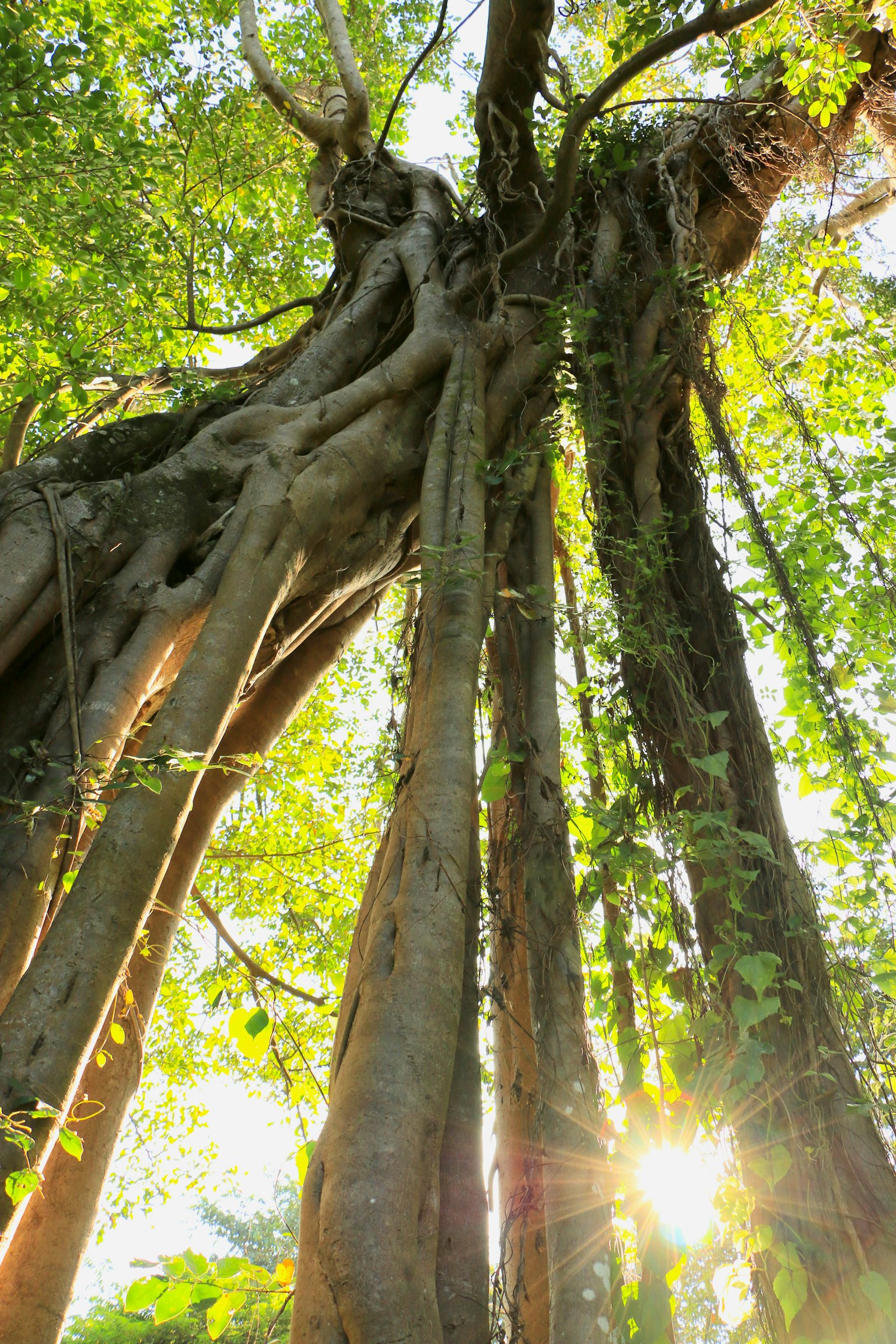 Large tree trunk with roots illuminated by sunlight