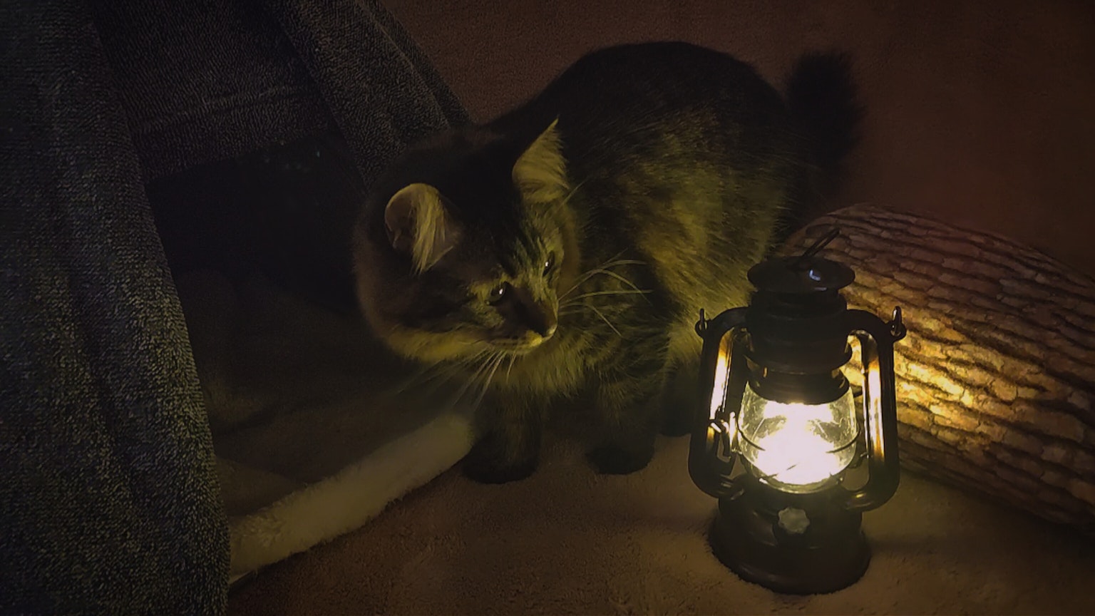 一只猫坐在昏暗环境中发光的灯笼旁边