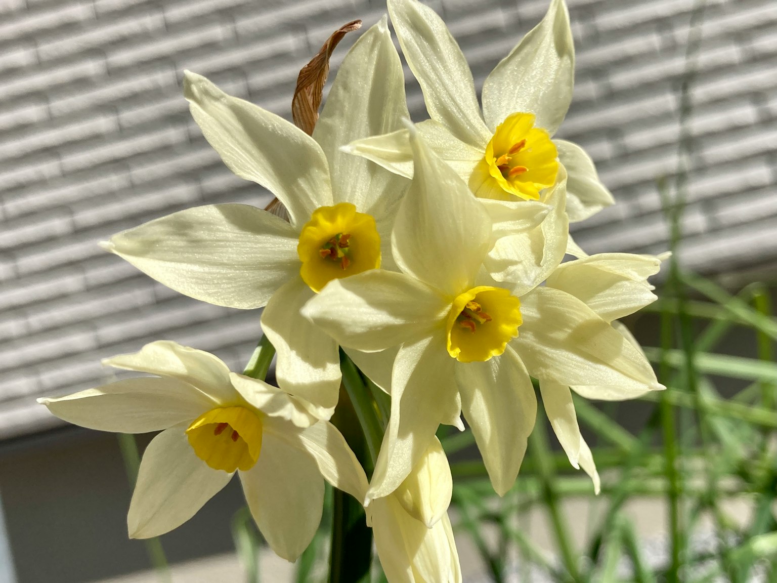 一束白色水仙花，中心为黄色