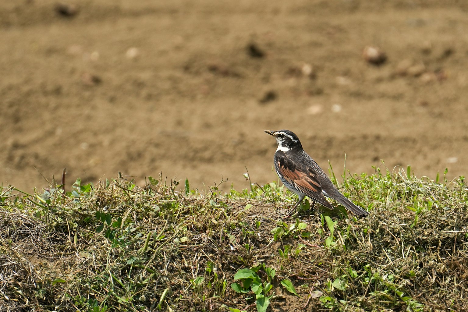 A small bird standing on grass with a blurred background