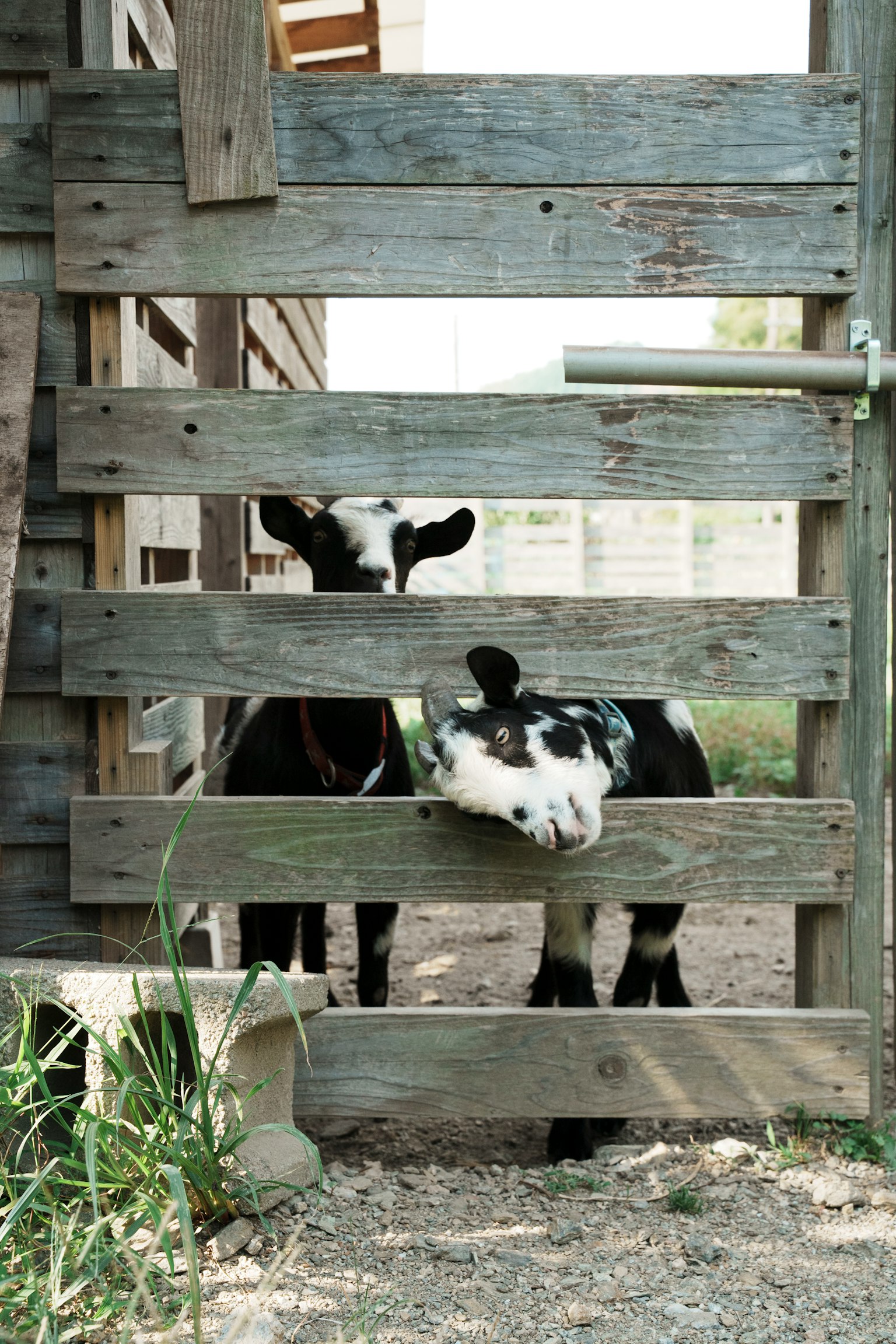 Black and white cows peeking through a wooden gate