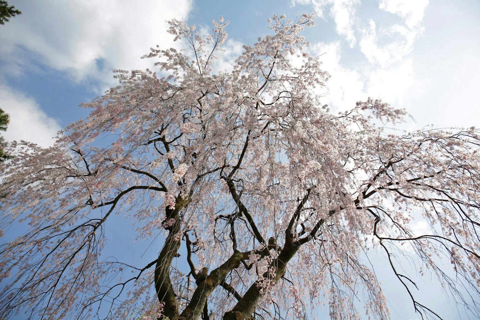 Una bella vista di un albero di ciliegio piangente in fiore sotto un cielo blu