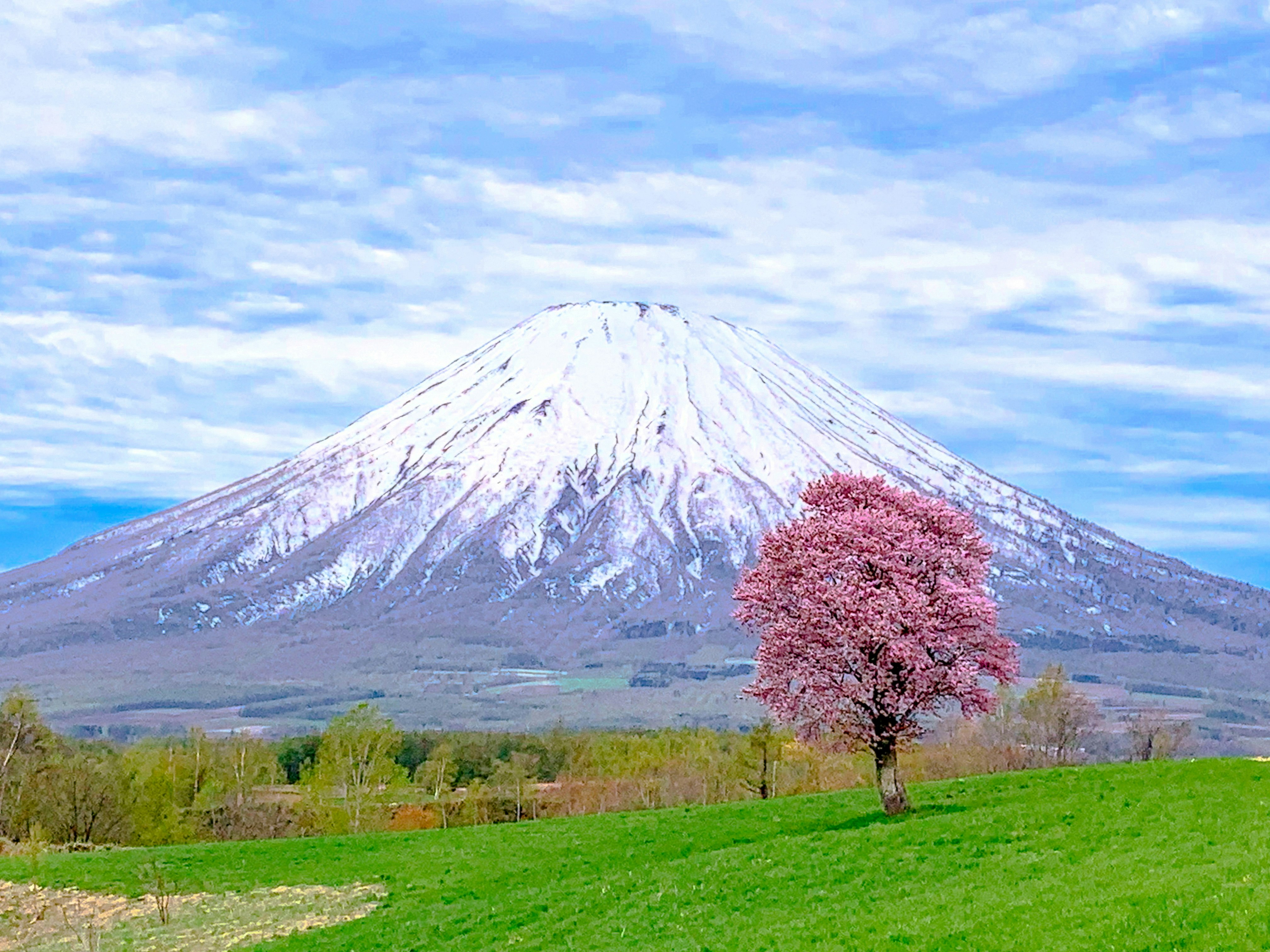 新緑の草原と桜の木、雪を頂く山の風景