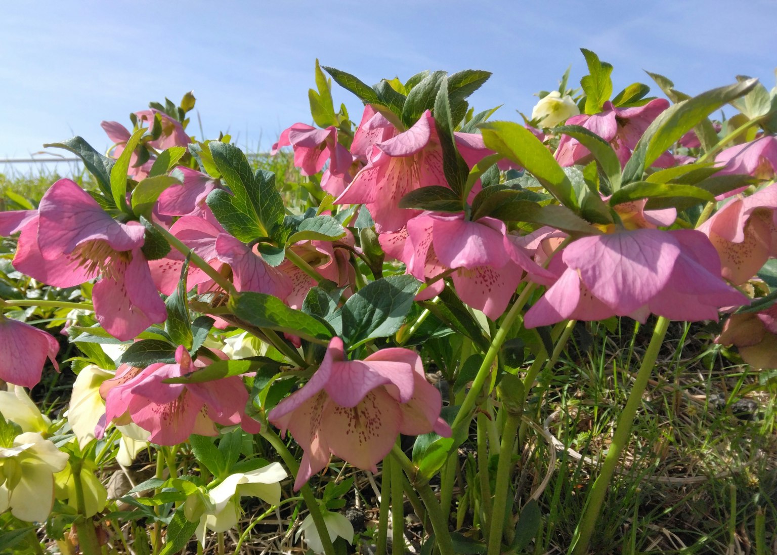 Eine lebendige Szene mit rosa Blumen, die in einem grasbewachsenen Bereich blühen
