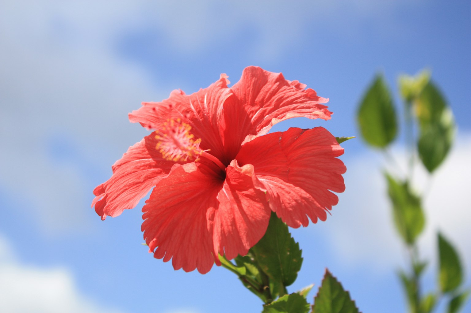 Un vibrante fiore di ibisco rosso che fiorisce sotto un cielo blu