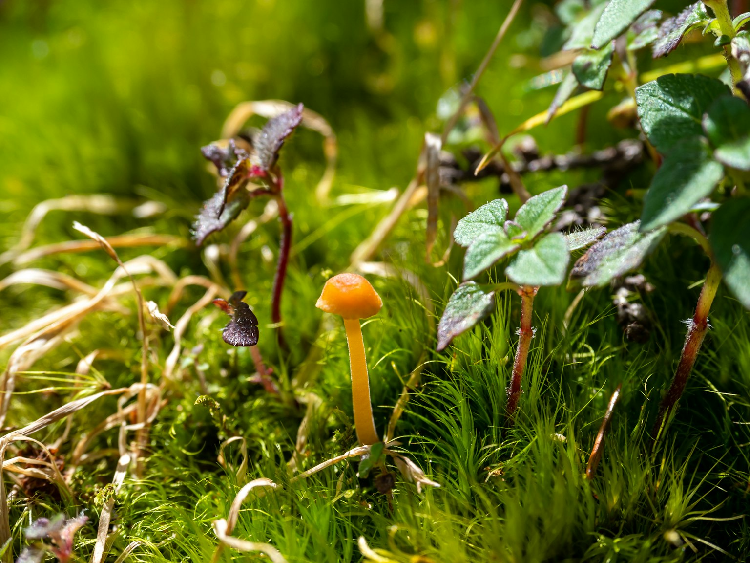 Petit champignon orange poussant au milieu de la mousse verte et des plantes environnantes