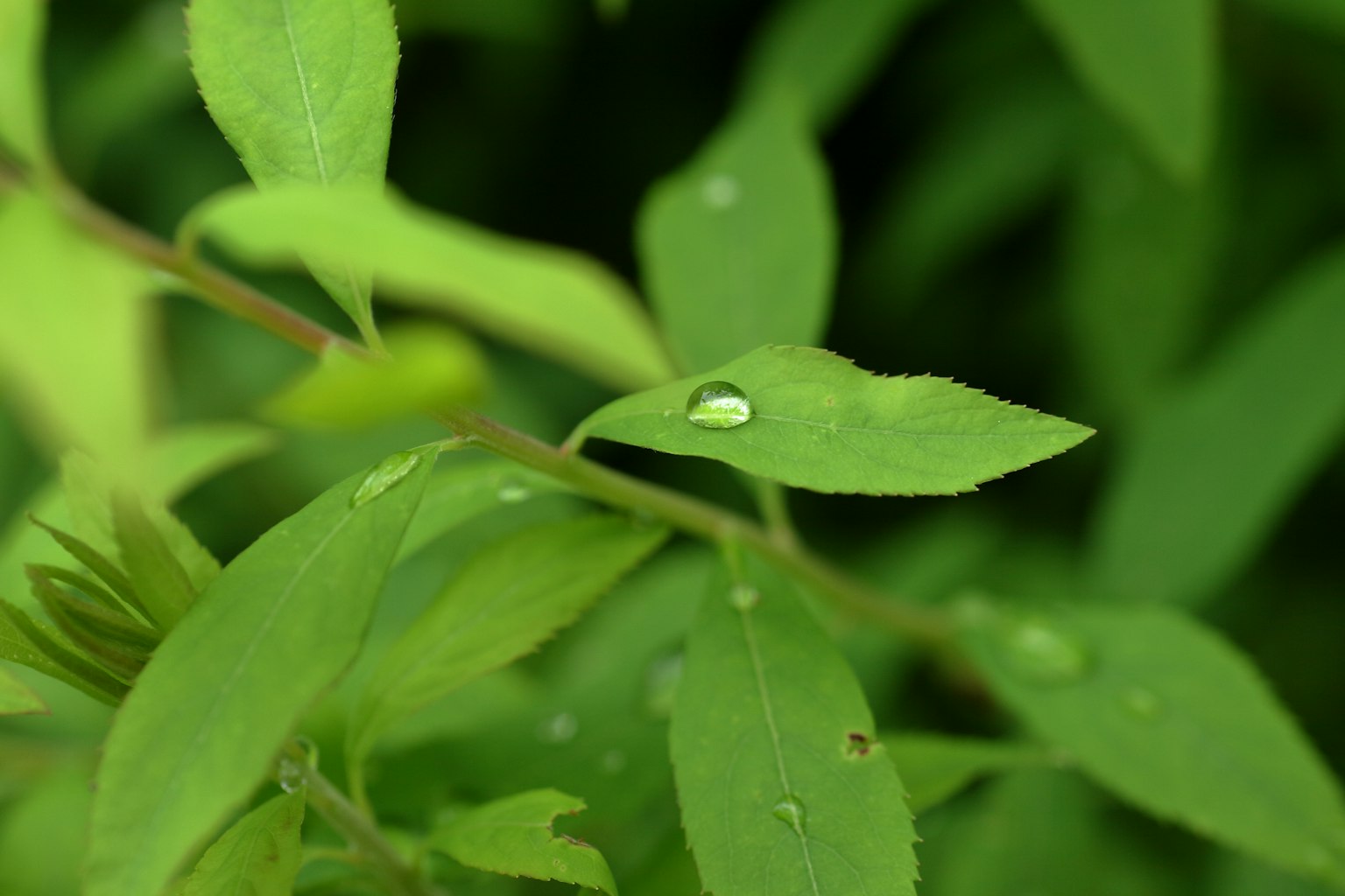 Close-up of green leaves with water droplets
