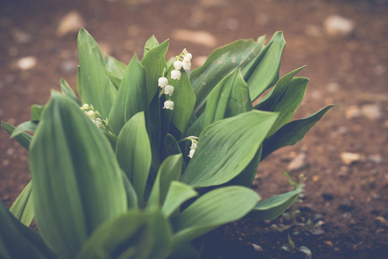 Pianta di mughetto con foglie verdi e fiori bianchi che crescono sul terreno