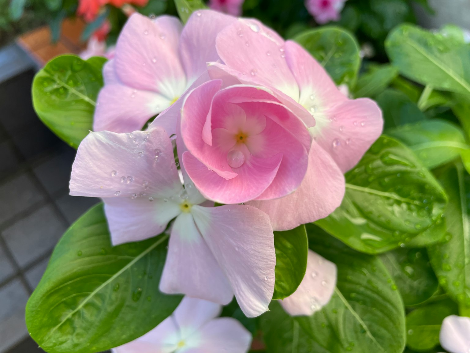 Hellrosa Blüte mit grünen Blättern, die zarte Blütenblätter zeigt