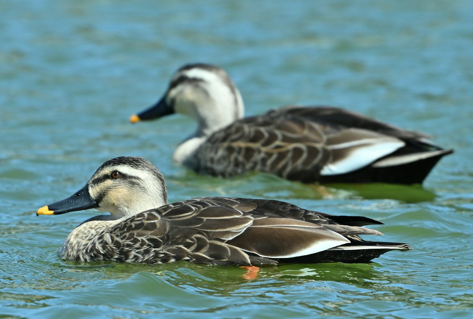 Zwei Enten schwimmen auf der Wasseroberfläche
