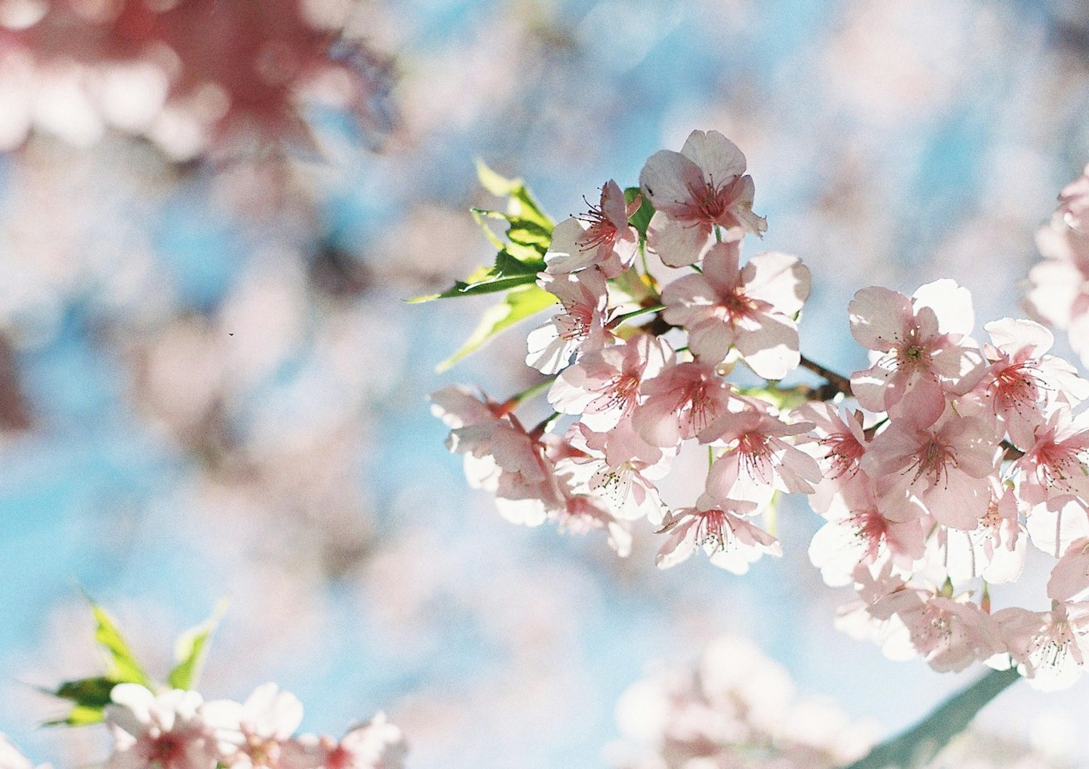 Bella vista di fiori di ciliegio che sbocciano sotto un cielo blu