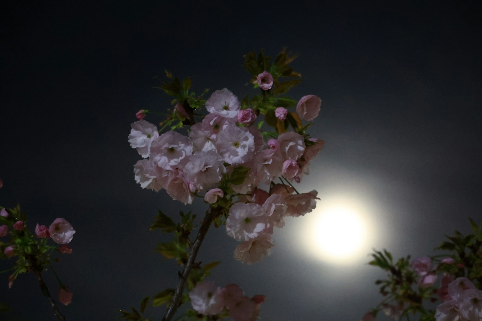 Fiori di ciliegio illuminati dalla luna contro un cielo scuro