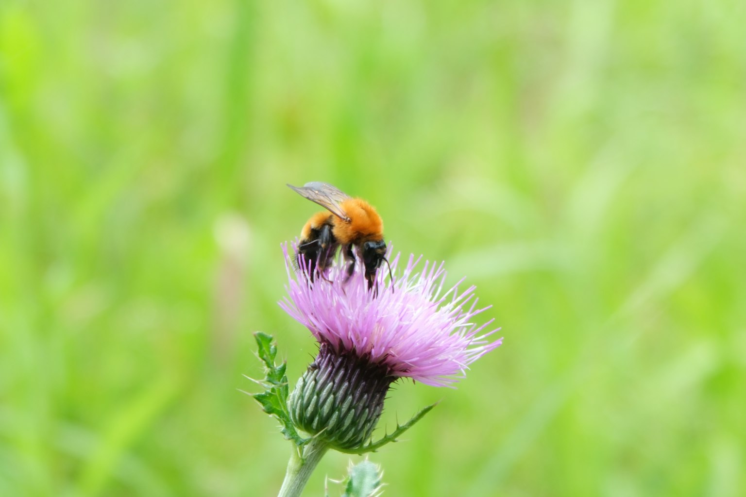 Ape su un fiore di cardo viola con sfondo verde