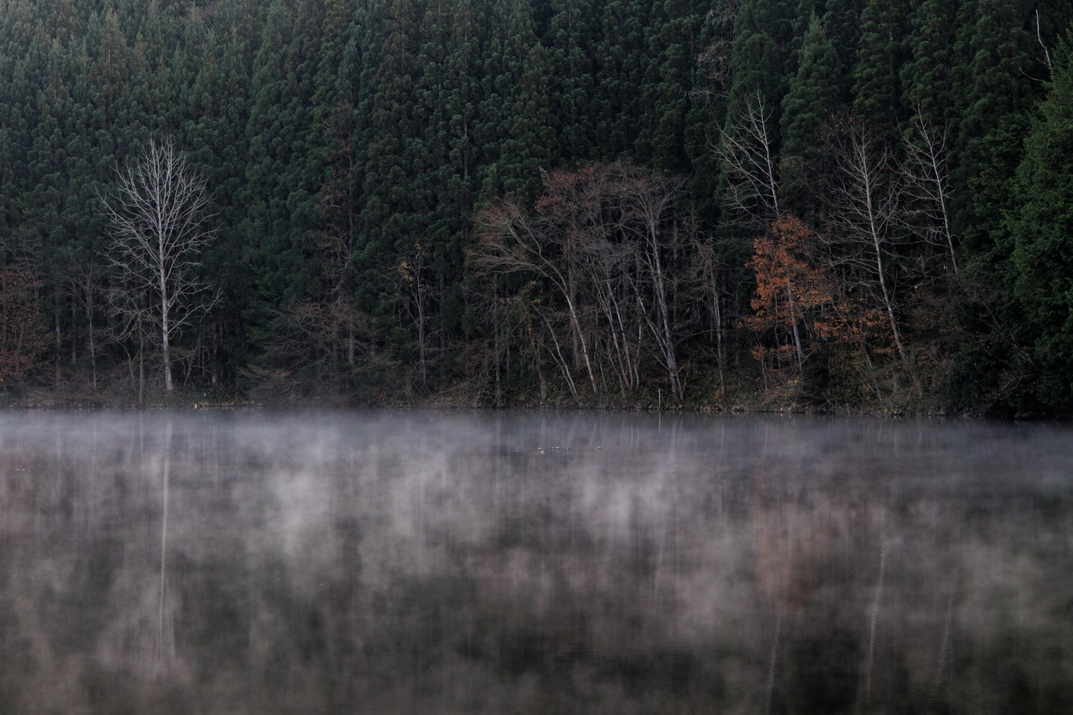 霧氣籠罩的湖泊與茂密森林背景