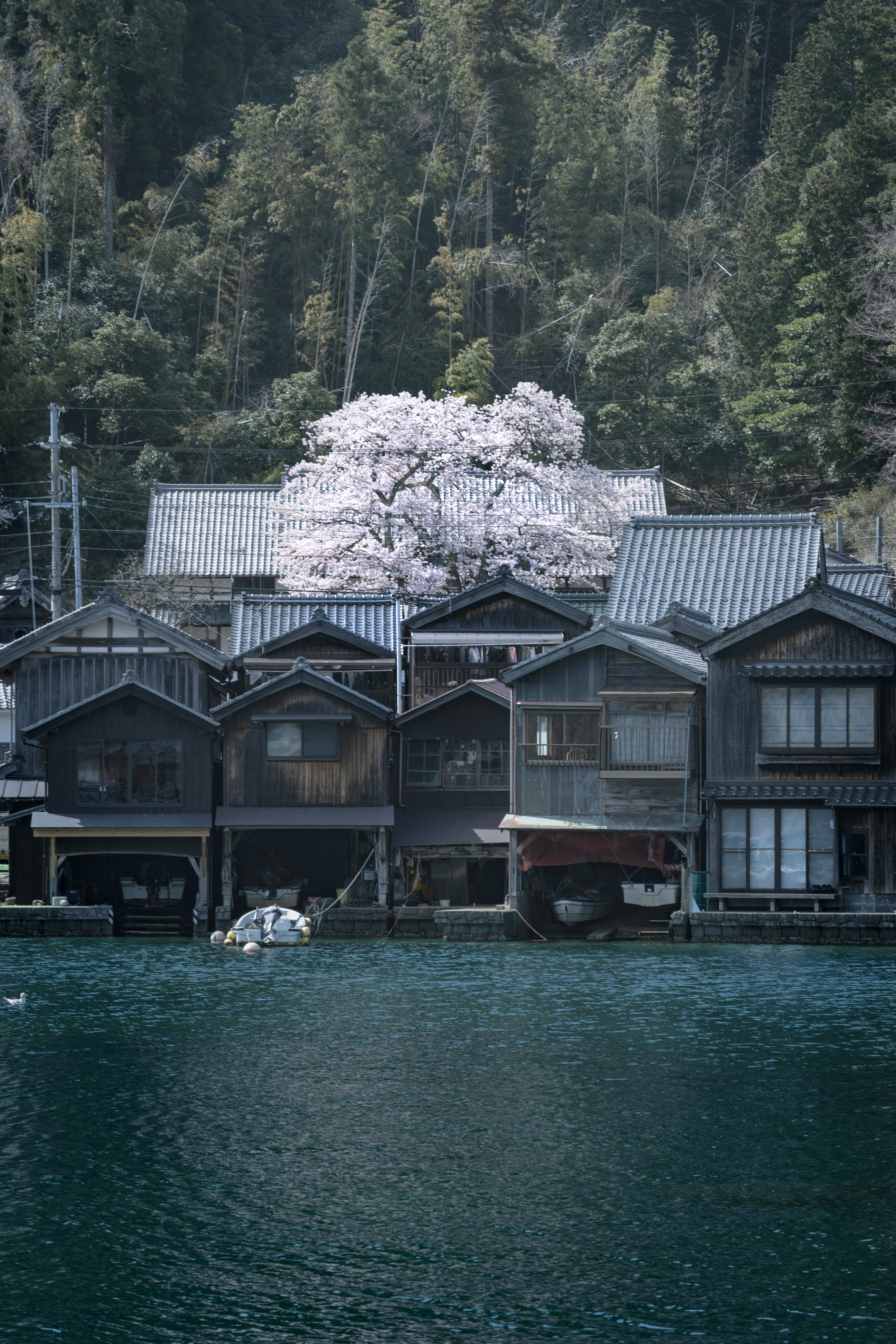 伊根の舟屋と一本桜が映る海辺の集落