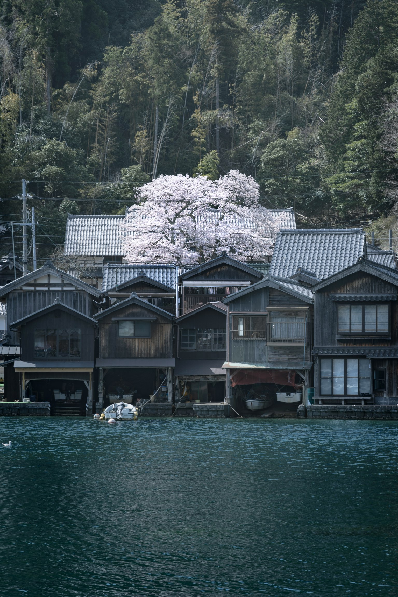 桜の木がある水辺の古い家々の風景