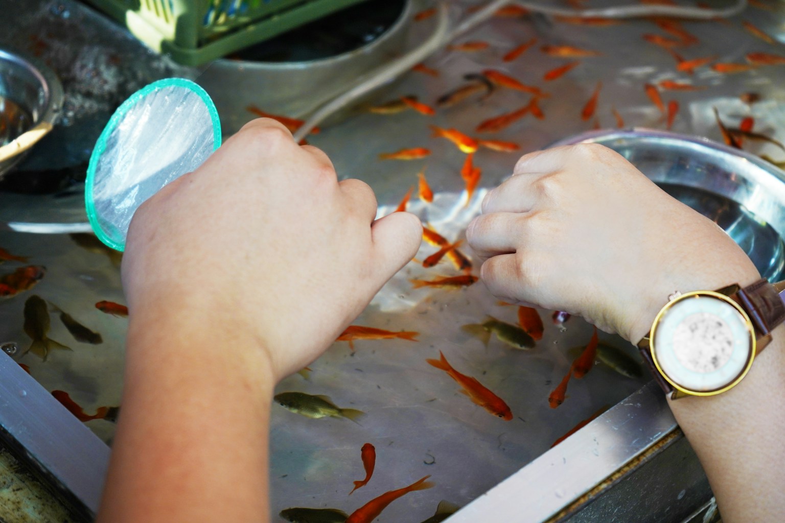 Mains d'un enfant attrapant des poissons rouges avec des poissons rouges vifs nageant dans l'eau